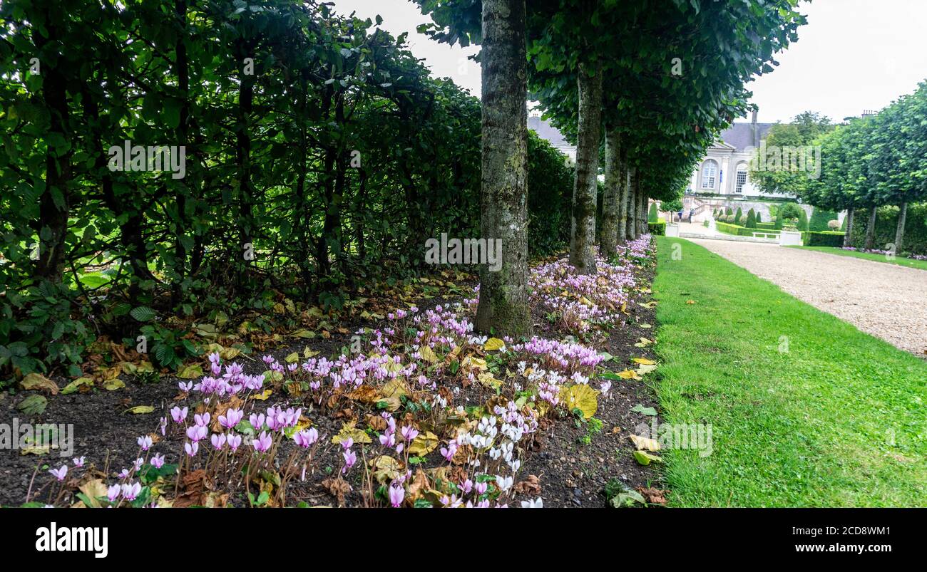 Un confine di fiori di ciclamino lungo un viale di ciottoli a Dublino, Irlanda. Foto Stock