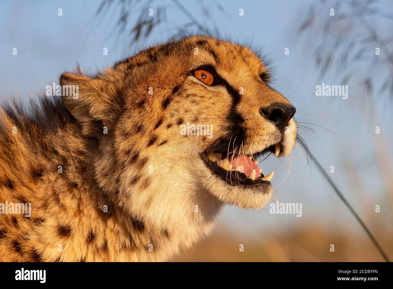 Ghepardo (Acinonyx jubatus), si verifica in Africa, a piedi nella savana, captive Foto Stock