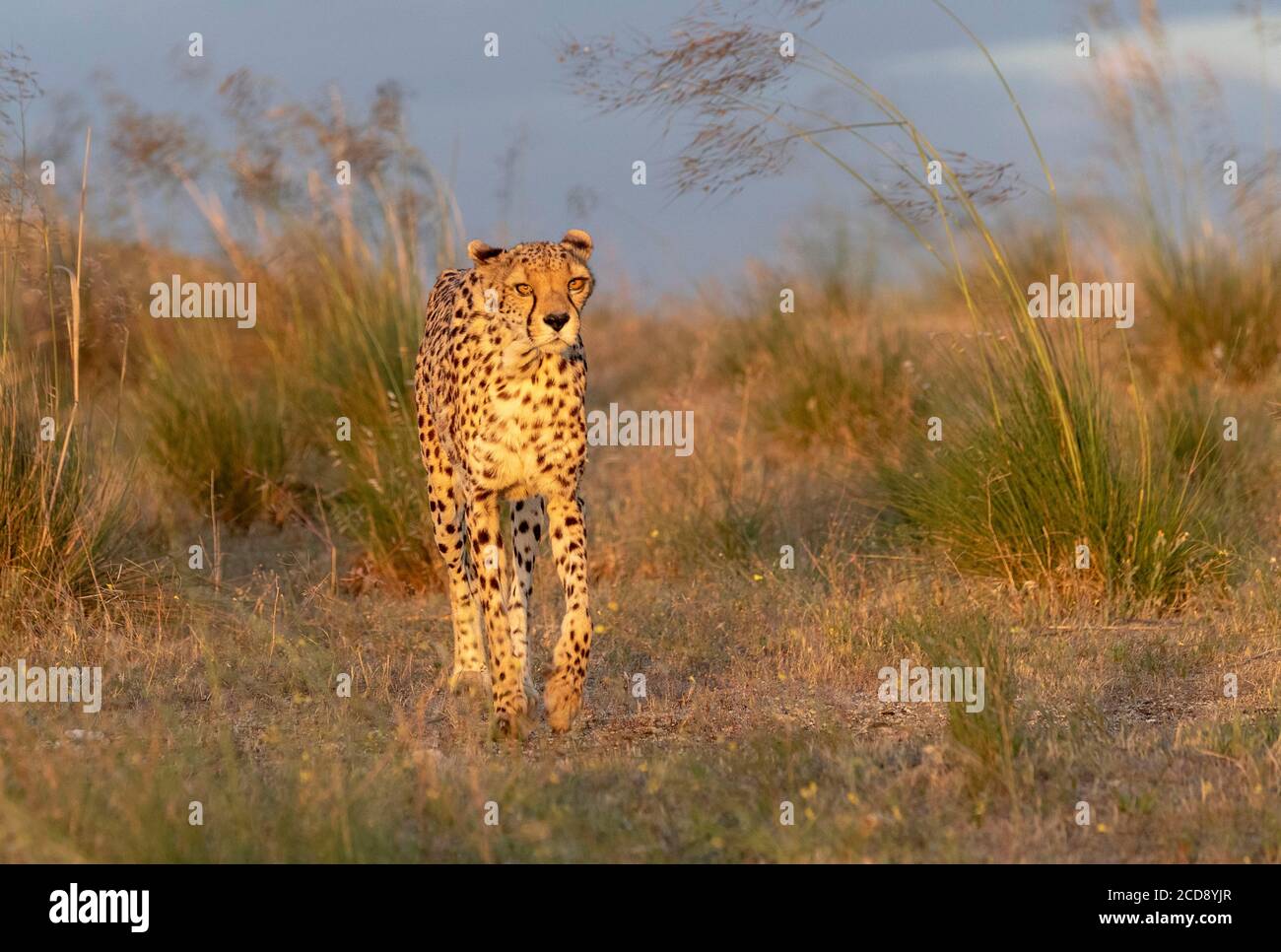 Ghepardo (Acinonyx jubatus), si verifica in Africa, a piedi nella savana, captive Foto Stock