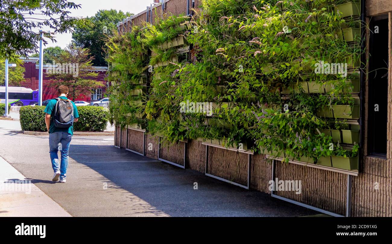 Muro verde verticale urbano Foto Stock