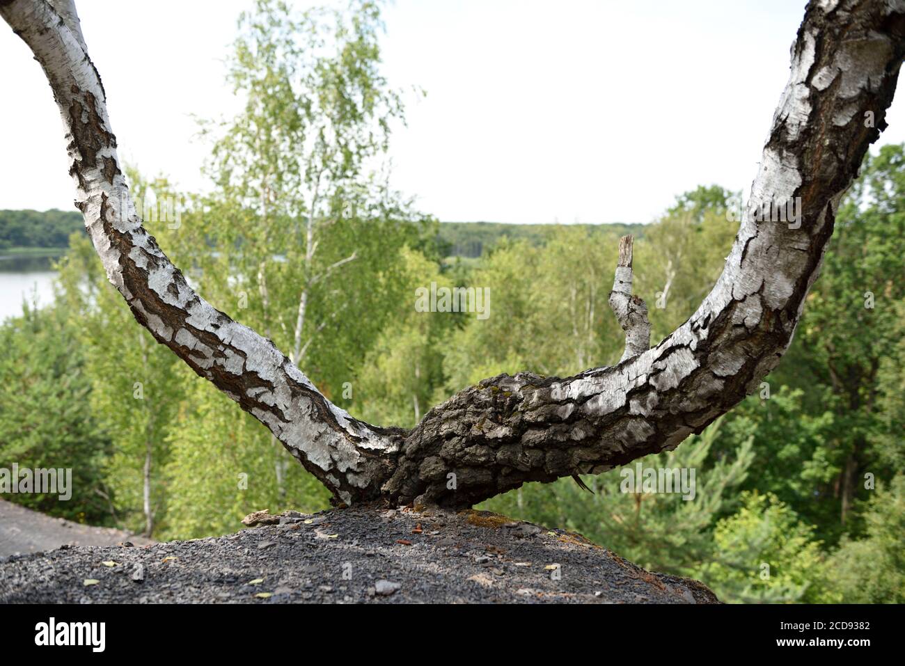 Francia, Nord, Raismes, stagno a Goriaux, terril 171, due tronchi di uccelli Foto Stock