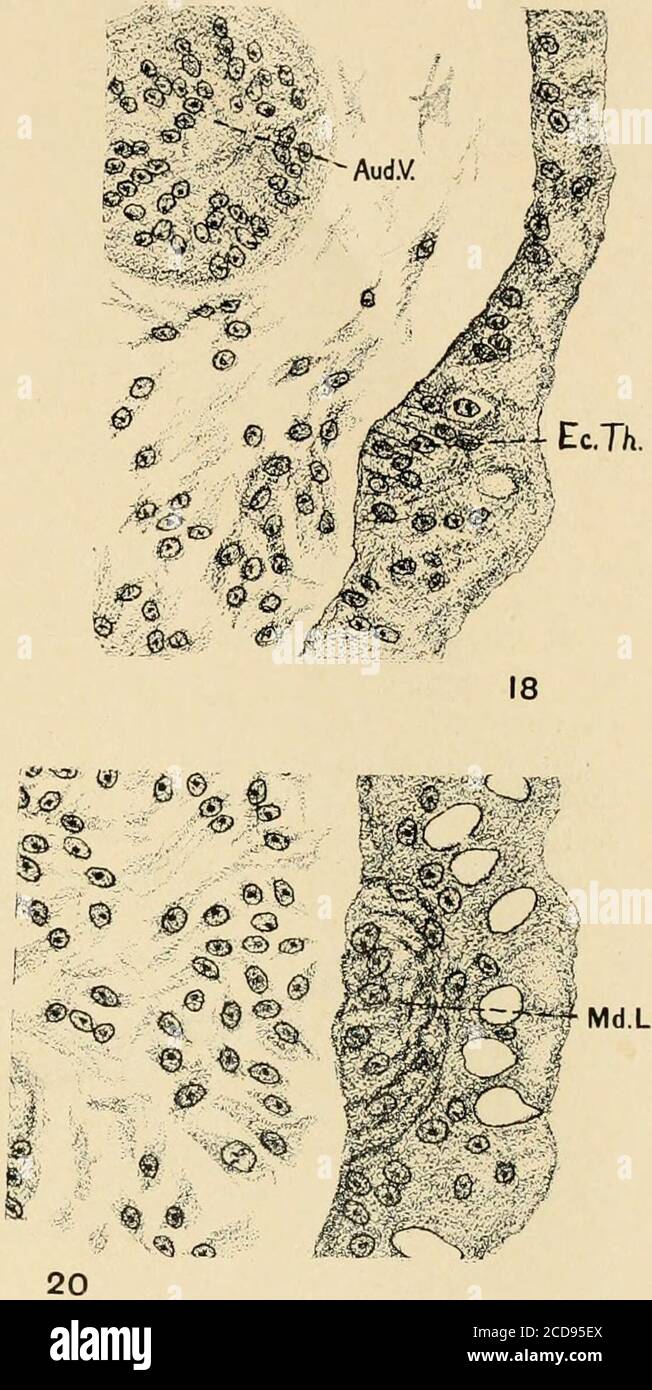 . Journal of comparative neurology. ory placode in un embrione di 82 ore. La riduzione generale della dimensione del placode e la perdita graduale di ar-rangement della cella radiale possono essere viste da un confronto delle figure 1 e 22. X 300. 20 da un embrione di 120|-ora, mostra la linea mandibolare. L'arrangement radiale delle cellule non è così evidente come nelle altre linee. X 300. 21 mostra l'aspetto del primordio delle linee suprorbitale e infra-orbitale combinate in un embrione di 106 ore. Questa sezione mostra anche che il primordio della linea di tesoreria giace ad un livello più dorsale dell'estensione posterioredella Th Foto Stock