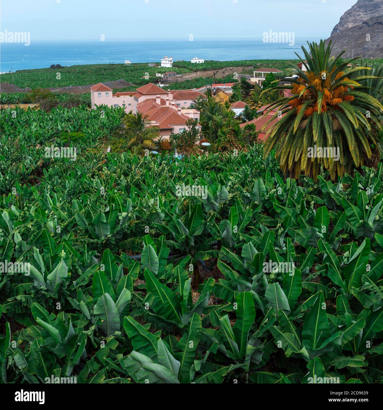 Spagna, Isole Canarie, la Palma, vista di un hotel di lusso nel mezzo di una piantagione di banane sul mare Foto Stock