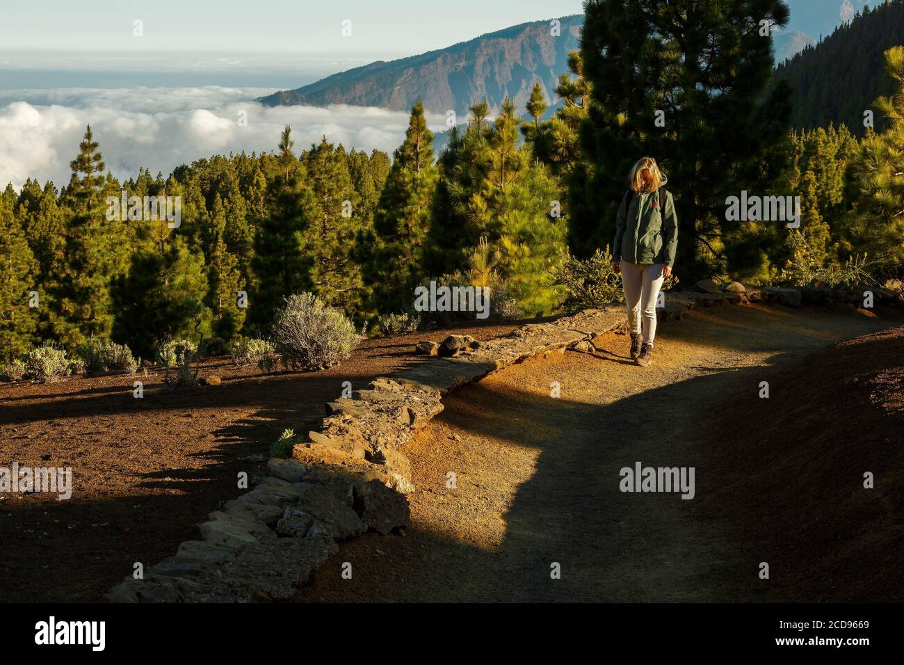 Spagna, Isole Canarie, la Palma, escursionista su un sentiero nel verde lussureggiante in un ambiente montano e vulcanico Foto Stock