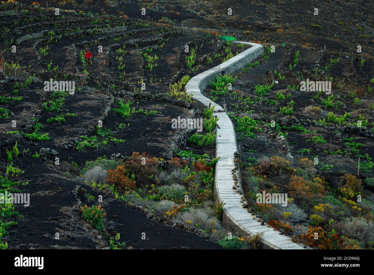 Spagna, Isole Canarie, la Palma, viticoltore nei suoi vigneti su un terreno vulcanico sotto un clima oceanico Foto Stock