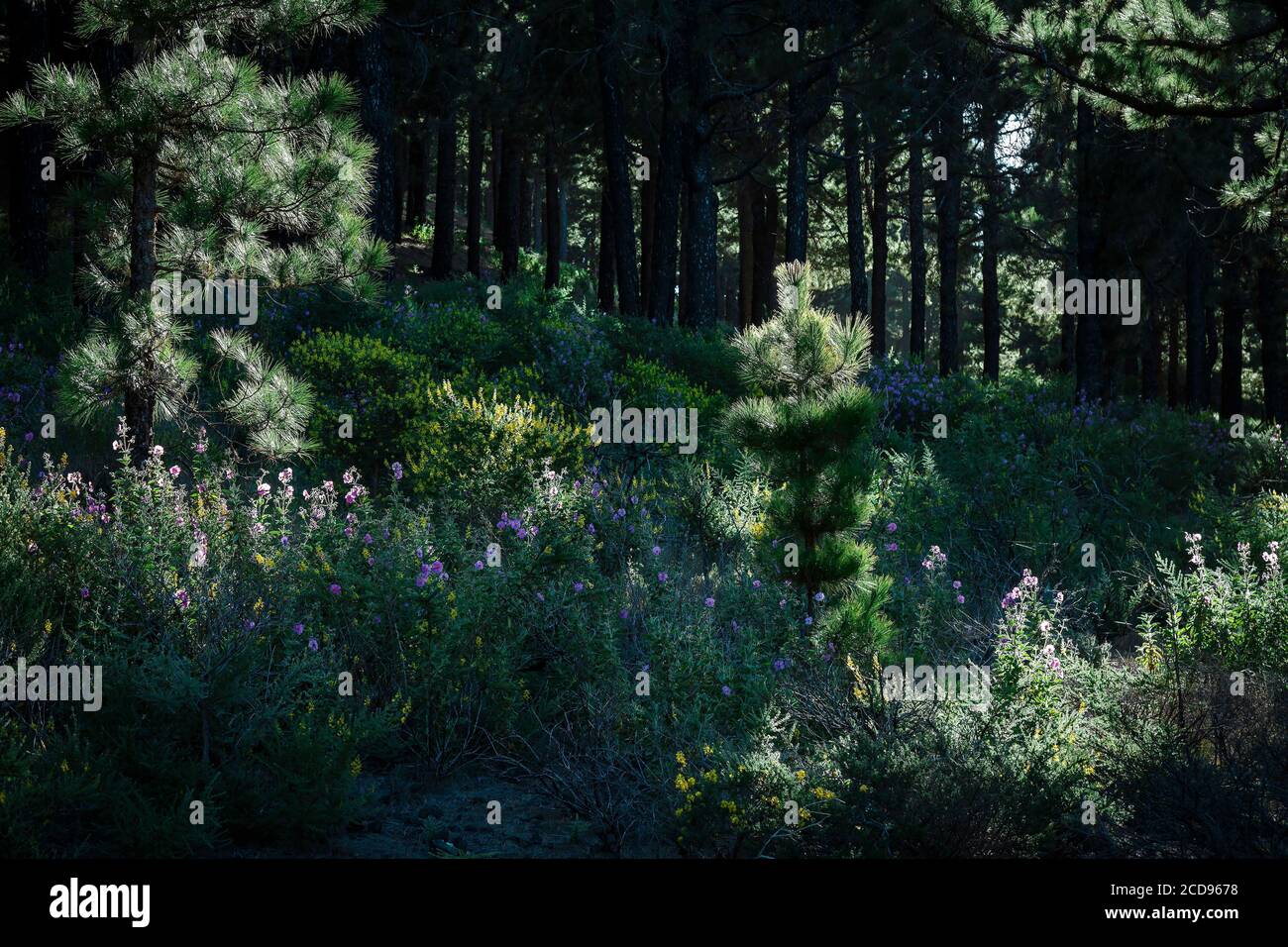 Spagna, Isole Canarie, la Palma, sottobosco primaverile all'alba su un'isola vulcanica Foto Stock