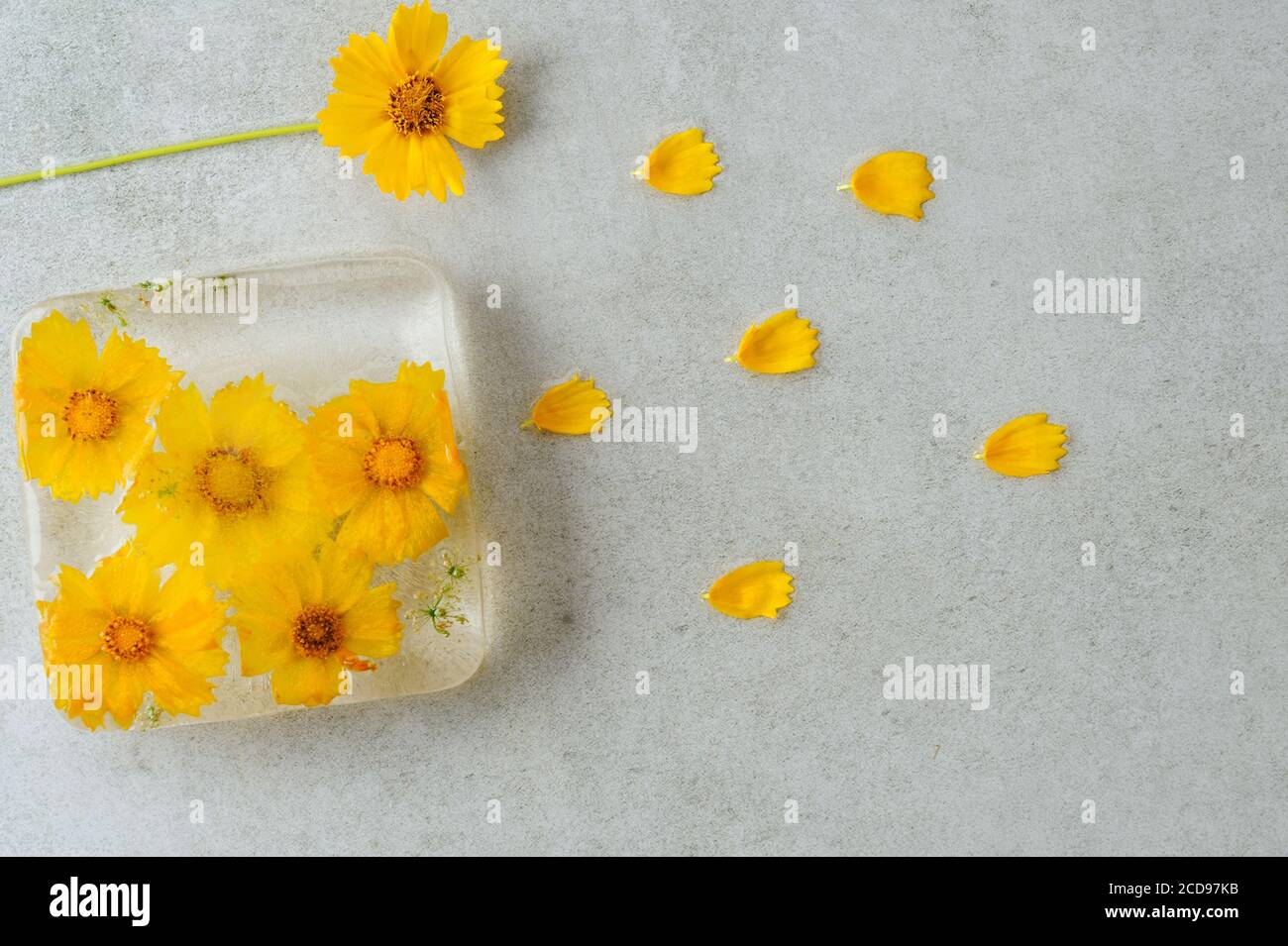 Fiori gialli congelati in ghiaccio. Sfondo di ghiaccio floreale. Orientamento orizzontale. Foto Stock