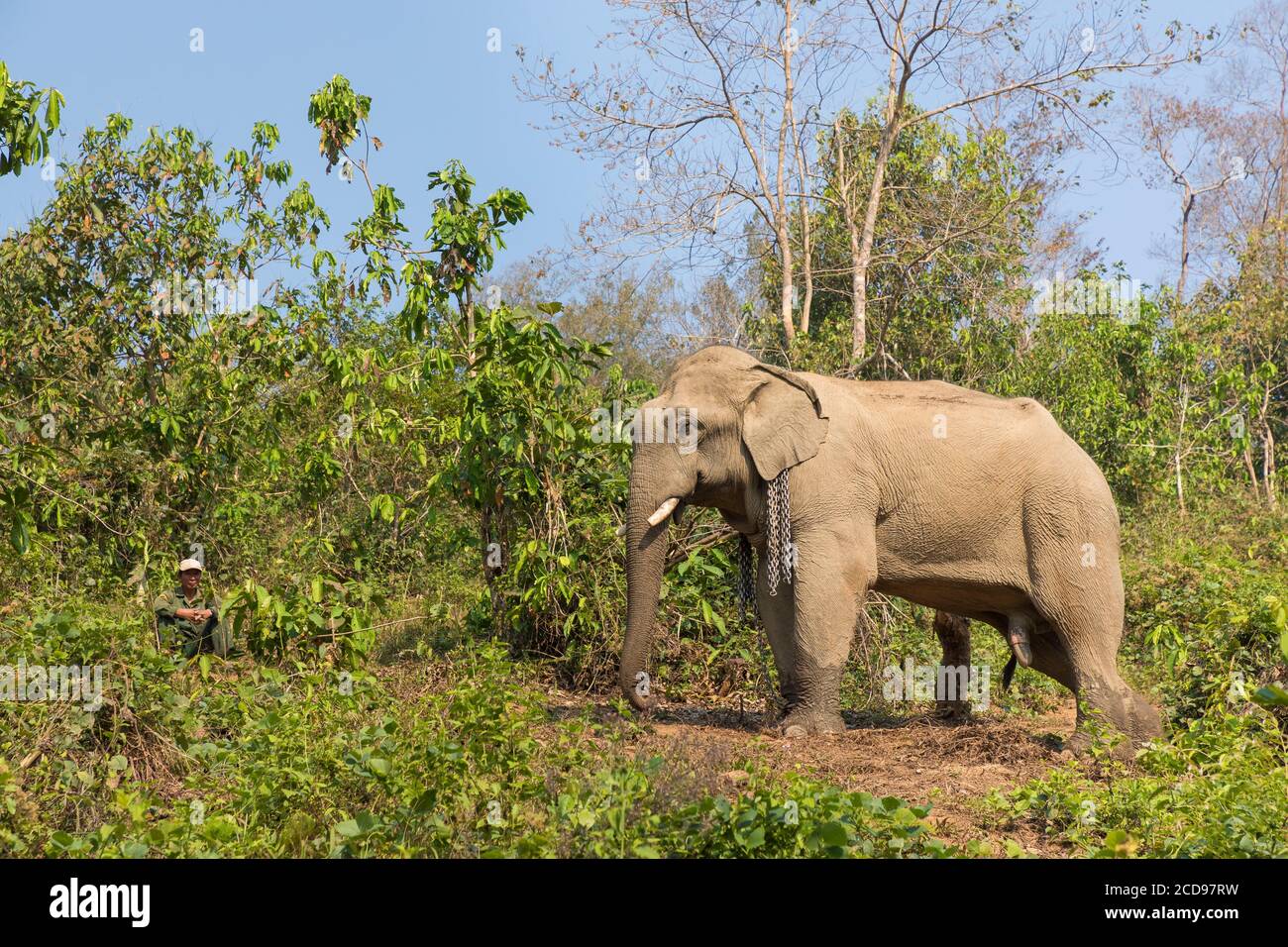 Laos, provincia di Sayaboury, Centro di conservazione degli Elefanti, elefante Foto Stock