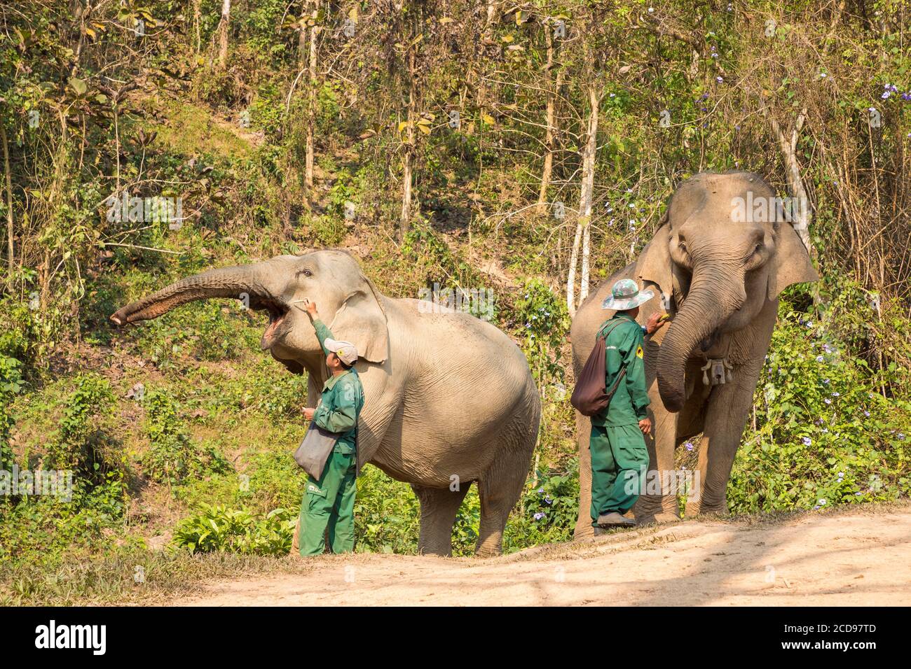 Laos, provincia di Sayaboury, Centro di conservazione degli Elefanti, elefanti e loro mahouts Foto Stock