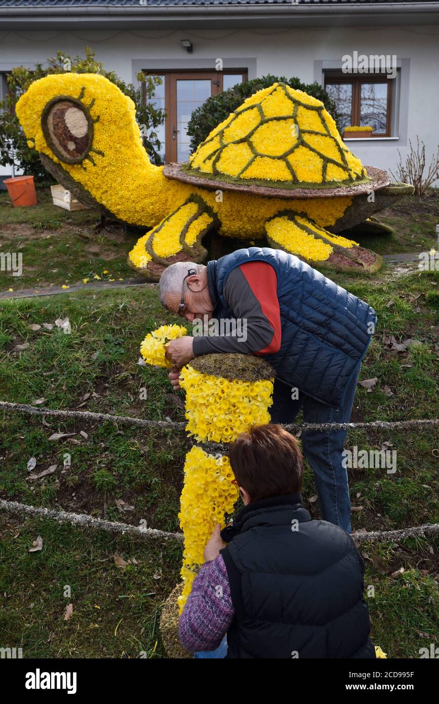 Francia, Vosgi, Gerardmer, di fronte a una casa, fiori pricking, il giorno prima del Fete des Jonquilles Foto Stock