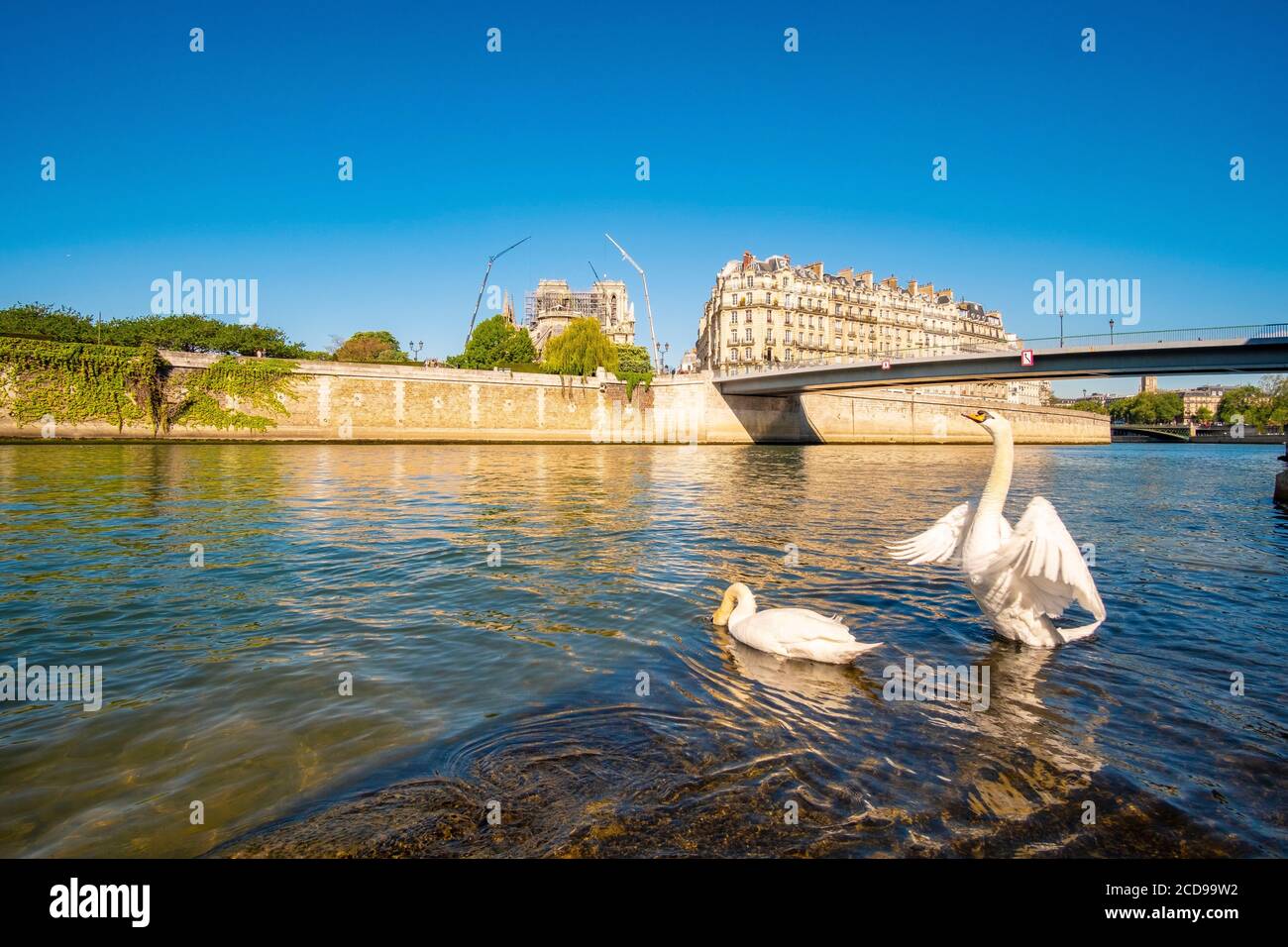Francia, Parigi, zona dichiarata patrimonio mondiale dall'UNESCO, cigni di fronte alla cattedrale di Notre Dame Foto Stock