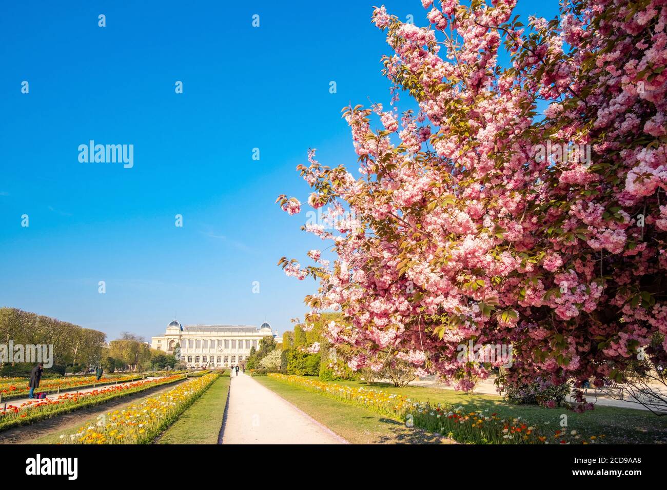 Francia, Parigi, il Jardin des Plantes con un fiore di ciliegio giapponese (Prunus serrulata) e la Grande Galerie del Museo di Storia Naturale in primo piano Foto Stock