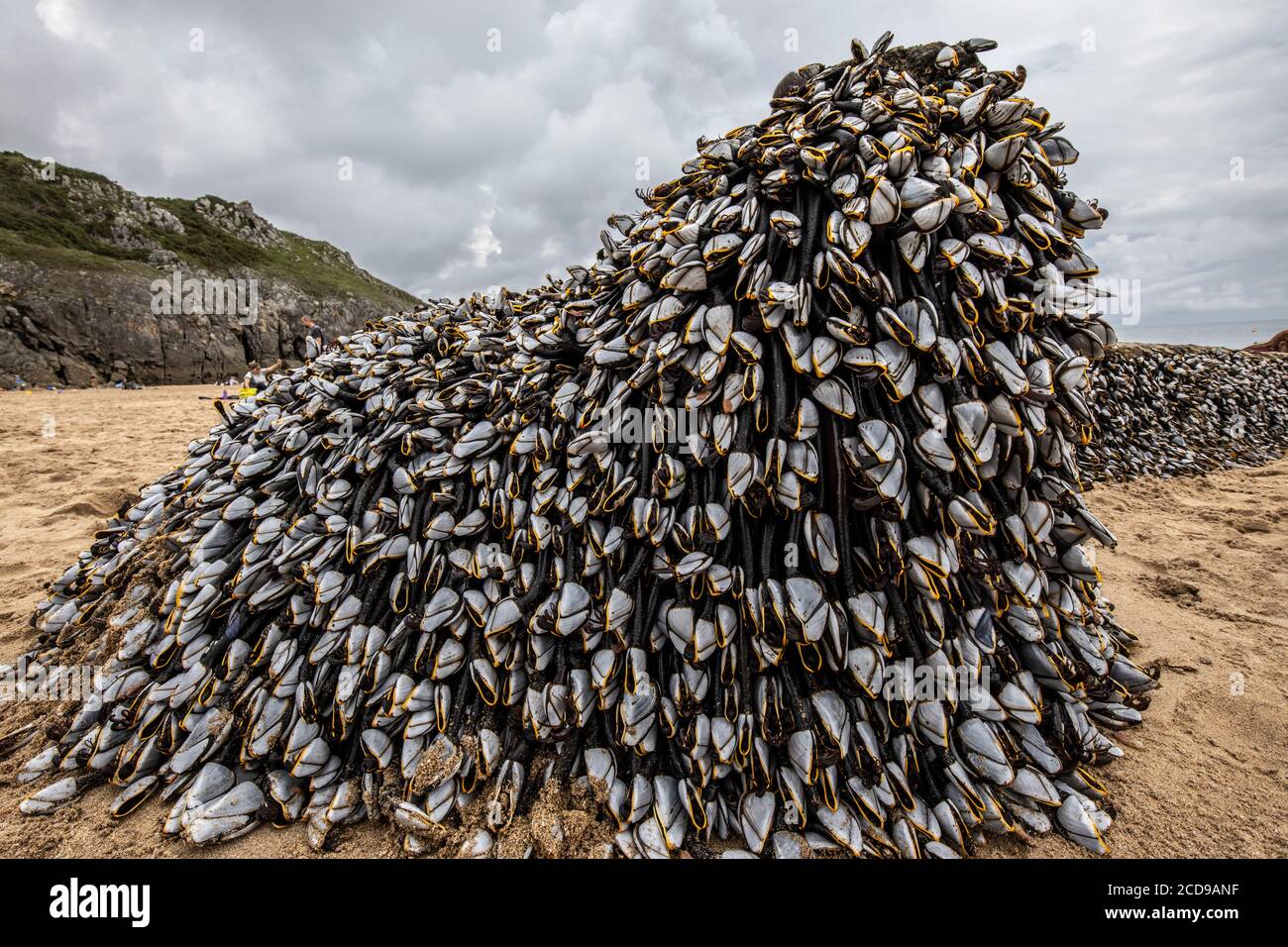 I barnacles dell'oca attaccati ad un vecchio albero si sono arenati a Barafundle Bay lungo il percorso costiero del Galles occidentale a Pembrokeshire, Regno Unito Foto Stock
