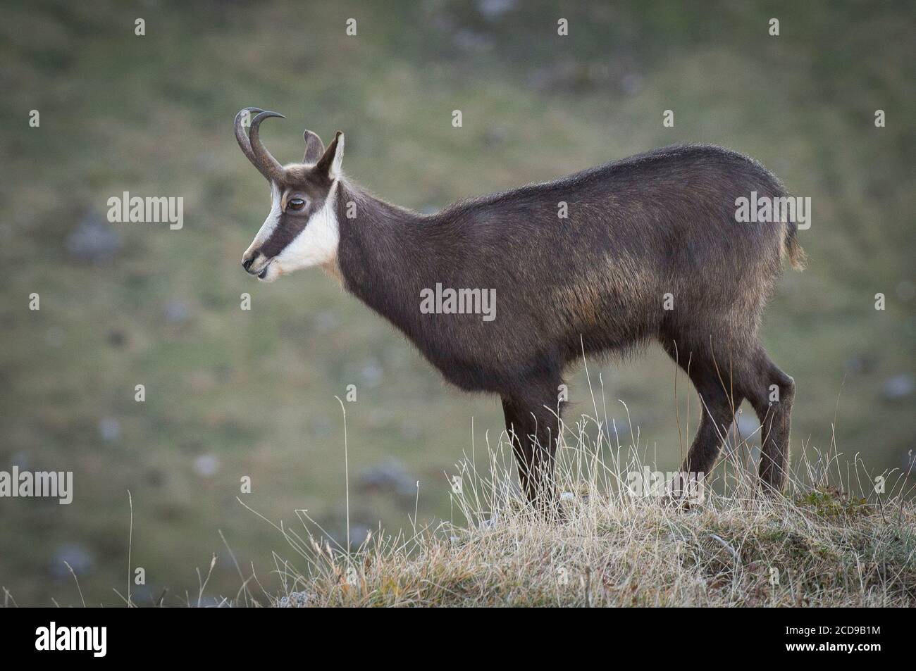 Francia, Giura, massiccio del Giura, Parco Naturale Regionale, fauna, camosci verso la cima del Dole Foto Stock