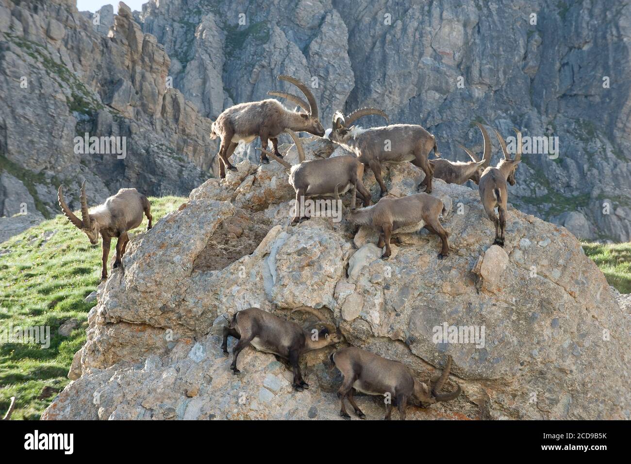 Francia, Savoia, massiccio del Beaufortain, fauna alpina, gruppo di vecchi stambecchi maschi al rifugio Presset Foto Stock