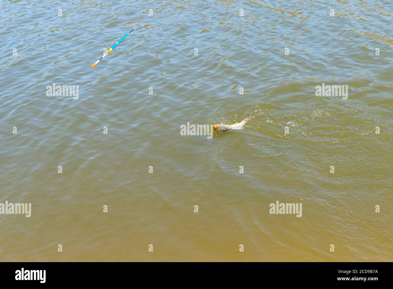 Traino di una carpa a specchio catturata alla riva del laghetto con una  canna da pesca, visibile una lenza e un galleggiante Foto stock - Alamy