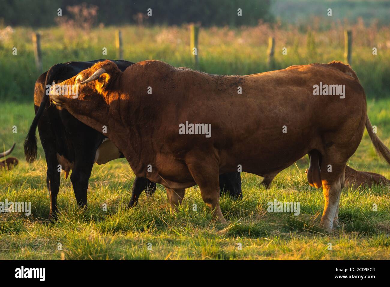 toro che controlla la prontezza della mucca ad allevare Foto Stock