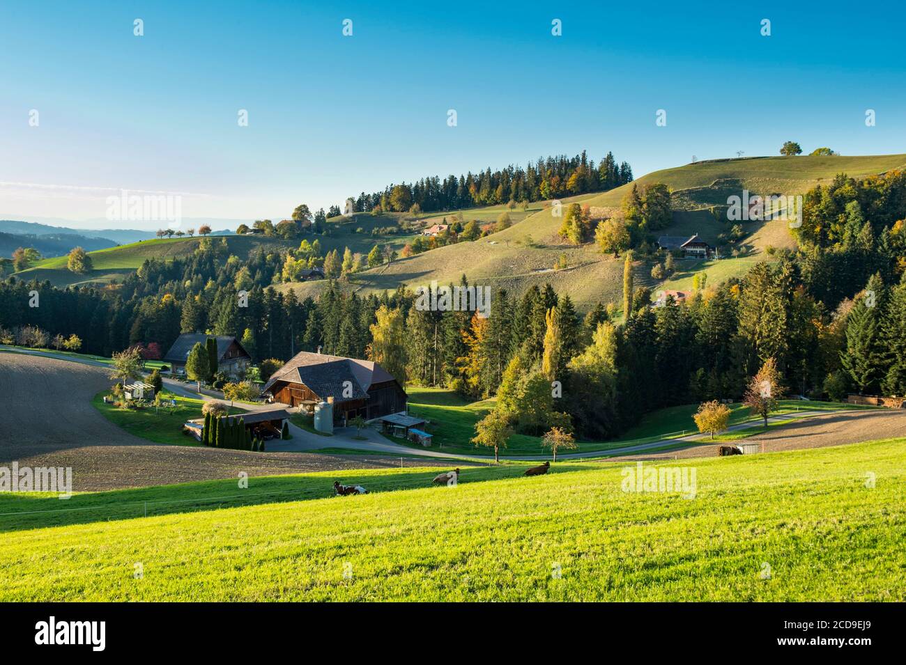 Svizzera, Cantone di Berna, Valle dell'Emme, ripido paesaggio collinare, tipico della regione dell'Emmental, punteggiato da tradizionali fattorie in legno nei pressi di Eggiwil Foto Stock
