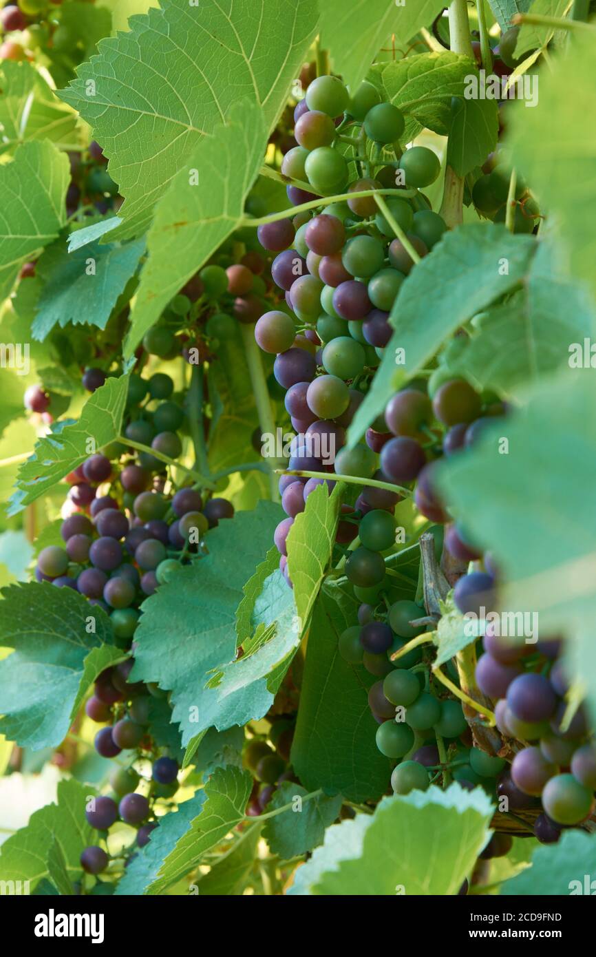 Diverse fasi di maturazione dell'uva da vino. Grappoli sulla vite Foto Stock