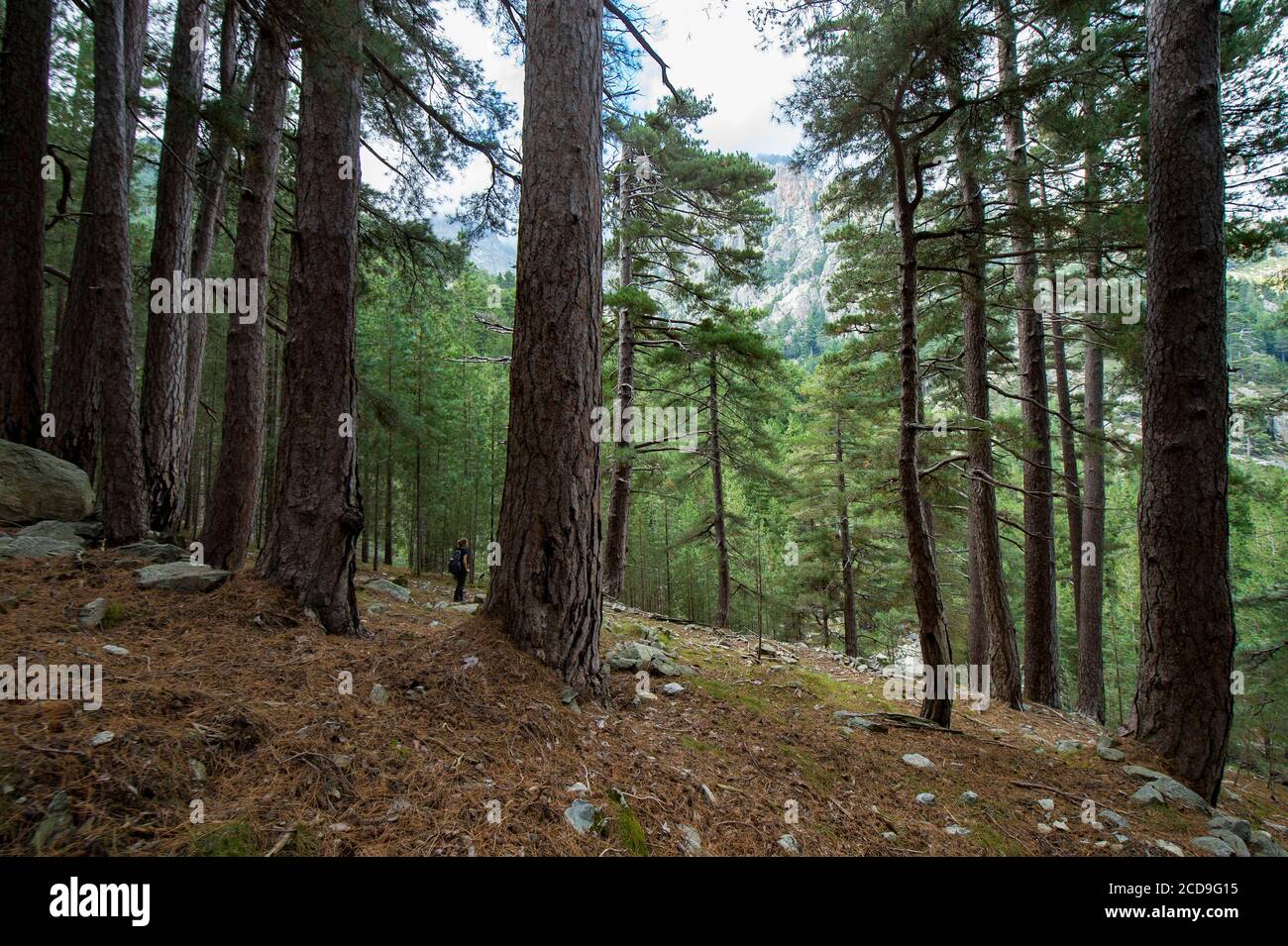 Francia, Haute Corse, Vivario, nella foresta di Verghello, si cammina sulla vecchia mulattiera del rifugio pietra piana, foresta di venerabili pini laricio Foto Stock