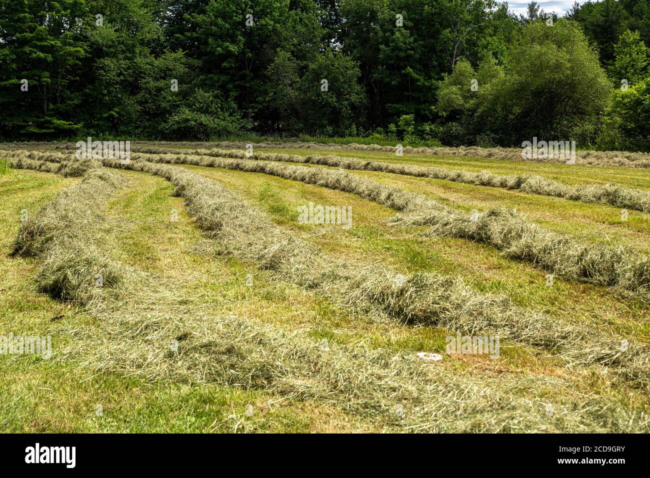 Recentemente falciato campo di fieno presso la William Cullen Bryant Homestaed Foto Stock