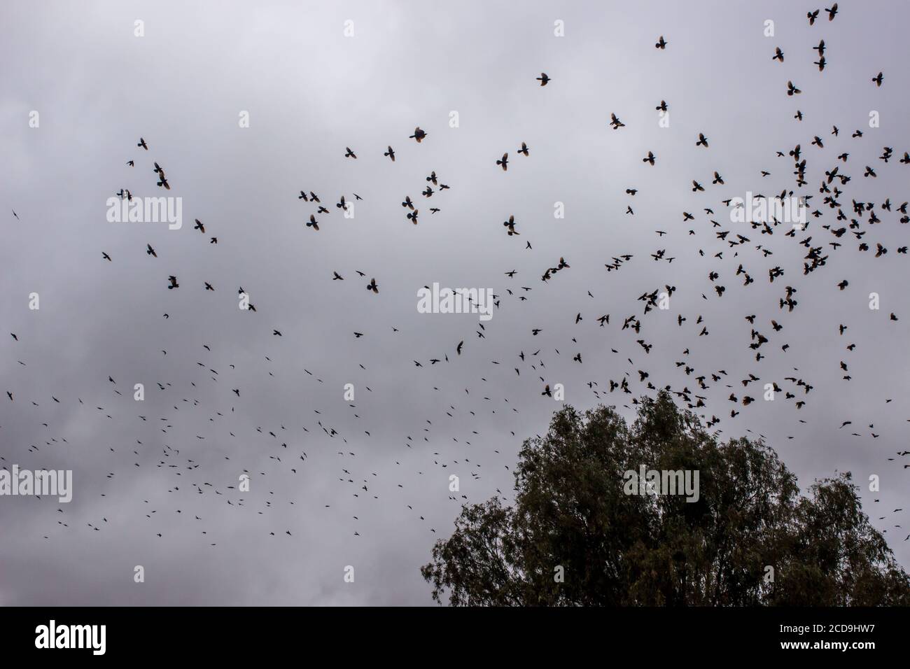 Un grande gregge di Starlings in volo contro un cielo oscuro e minaccioso, nelle montagne di Cederberg, capo occidentale, Sudafrica Foto Stock