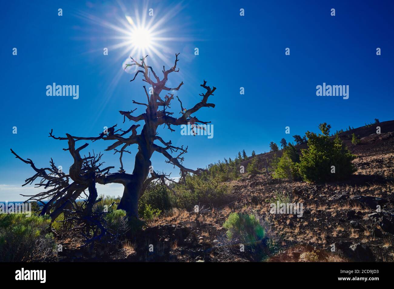 Dead Limber Pine con sole e cielo blu. Al Craters of the Moon National Park. Foto Stock