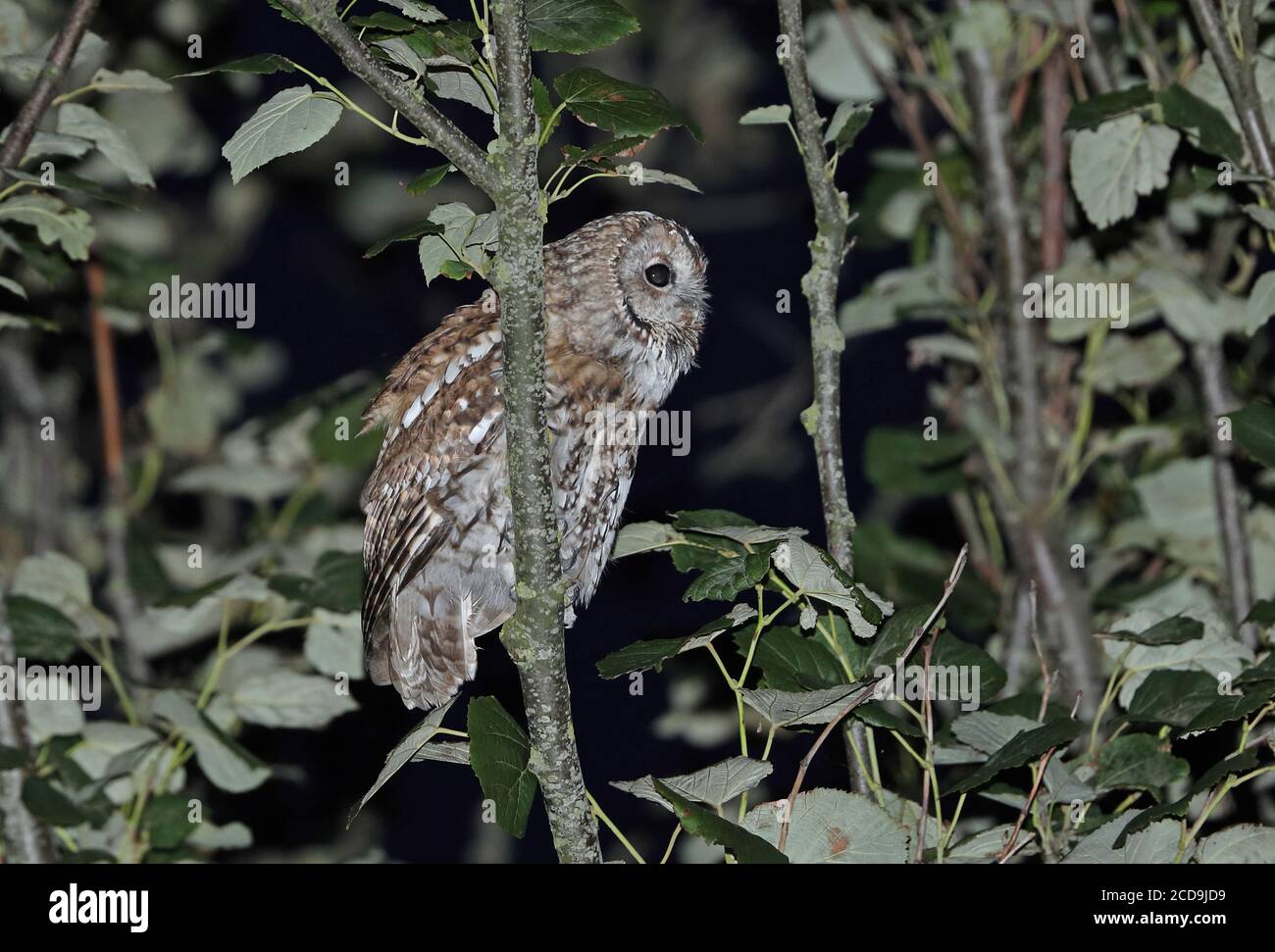 Tawny Owl (Strix aluco sylvatica) adulto arroccato sul ramo di notte Eccles-on-Sea, Norfolk, Regno Unito Agosto Foto Stock
