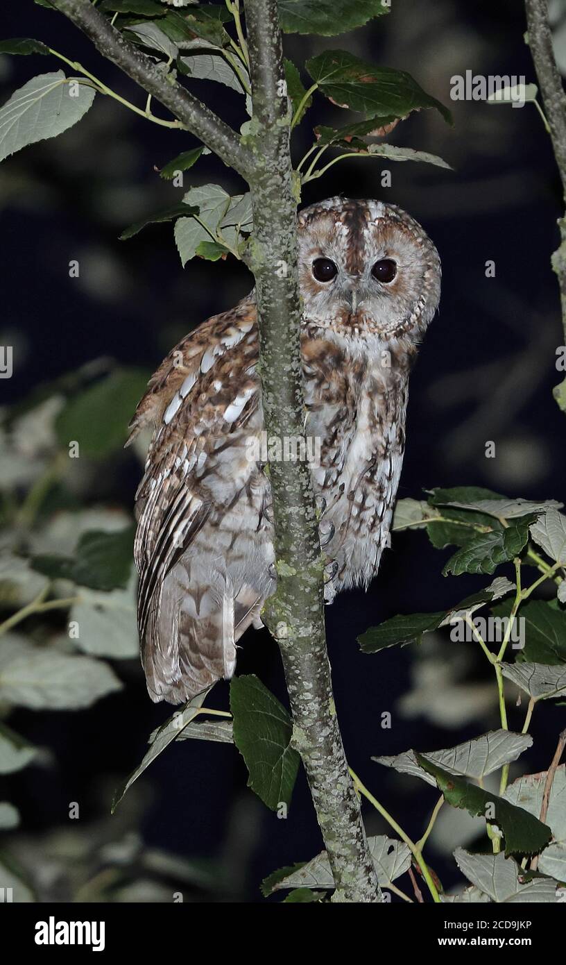 Tawny Owl (Strix aluco sylvatica) adulto arroccato sul ramo di notte Eccles-on-Sea, Norfolk, Regno Unito Agosto Foto Stock