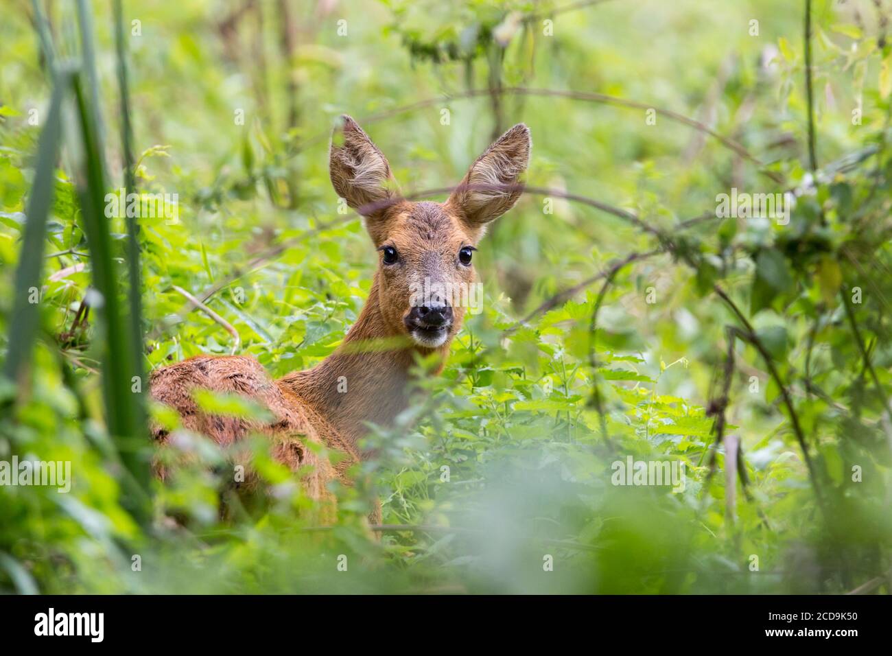 Capriolo Capreolus capreolus femmina femmina femmina femmina femmina femmina femmina femmina femmina che riposa in sottobosco ha grandi orecchie nero naso marrone rossastro pelliccia. Il più piccolo dei nostri due cervi nativi nel Regno Unito. Foto Stock