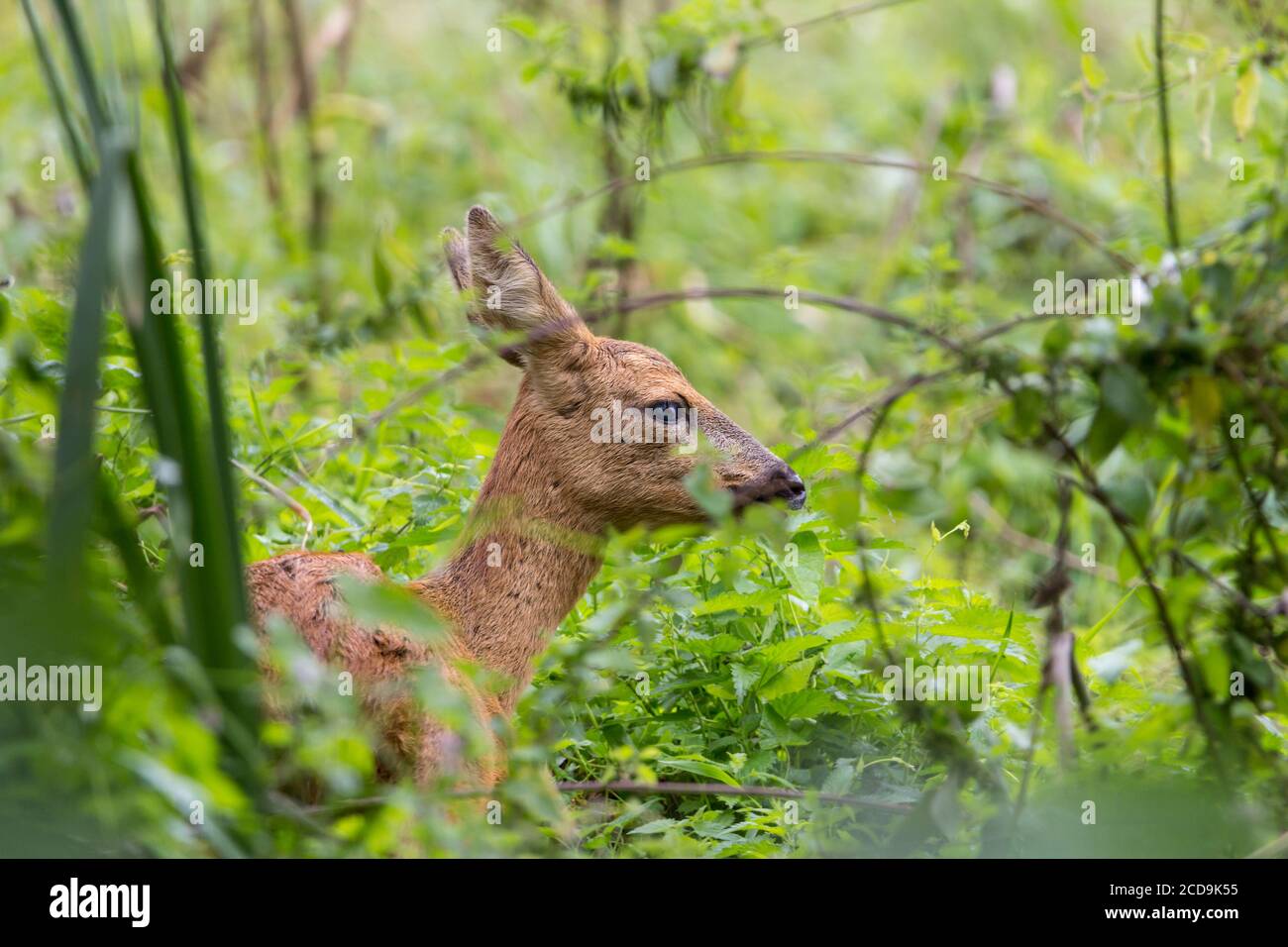Capriolo Capreolus capreolus femmina femmina femmina femmina femmina femmina femmina femmina femmina che riposa in sottobosco ha grandi orecchie nero naso marrone rossastro pelliccia. Il più piccolo dei nostri due cervi nativi nel Regno Unito. Foto Stock