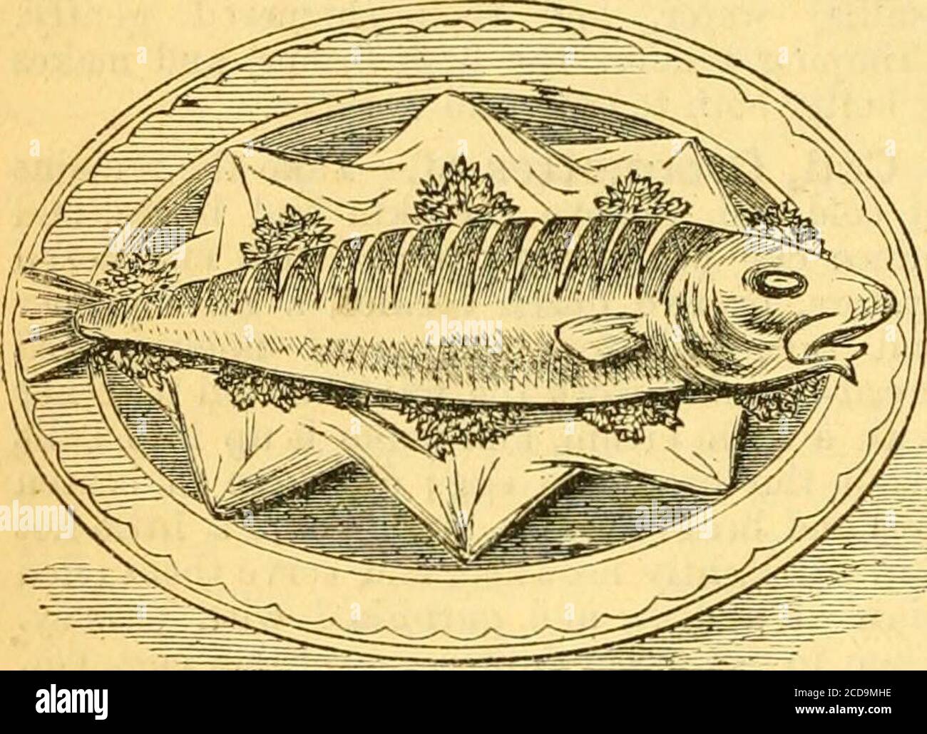 . Dizionario di cucina di Cassell : contenente circa novemila ricette . per pochi minuti. Mettere il pesce su un piatto caldo; aggiungere un piccolo cupful di panna al sugo, lasciare bollire itquasi, quindi versare sul pesce, e f- en-econ una parete di riso o no. Tempo, mezz'ora. Costo probabile, 6d., cad.sivo del pesce freddo e della crema. Sufiicient, ©no libbra di salsa di coldfish vdth., per tre persone. COD (146) Cod Cod Cod-Flsh Cakes.- prendere i resti di merluzzo freddo, rimuovere la pelle e le ossa, e pesare la carne. Ad ogni libbra di merluzzo permettono un onepound e mezzo di purè di patate, un tè-cucchiaio di sale, Foto Stock