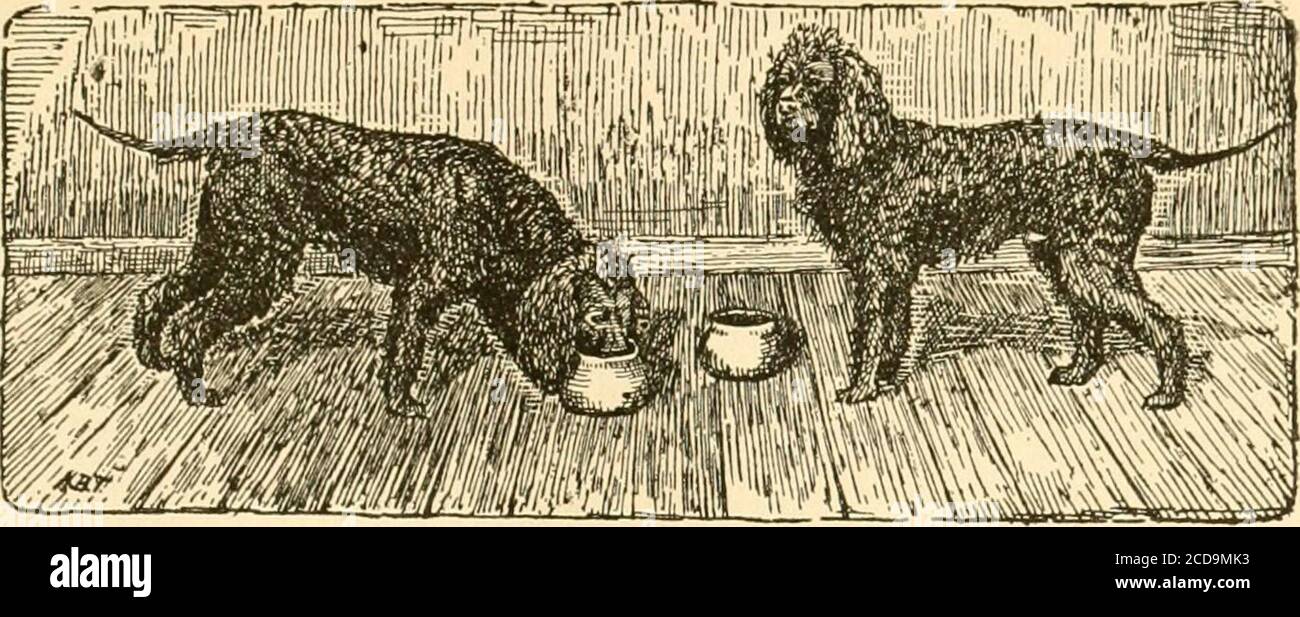 . I segreti di Kennel : come allevare, esporre, e cani di mannage. zuppe di ch o alimentazioni quitesolide di verdure, carne e pane, riso o cibo altrostriato, dovrebbero essere dati generalmente invece, althoughthe latte e pane, riso o farinata d'avena possono ancora essere allowedfor un cambiamento. Ma se i cuccioli sono di razze di medie dimensioni e forti e sani, dopo l'ottavo mese, quando il generoso mangime non è probabile ridurre l'attività e scoraggiare l'esercizio, e non vi è più alcun pericolo di lesioni alle zampe di sabbia da peso pesante di cui sopra, il latte può essere rimoturnedto come il pilastro per la colazione; e può essere nuovo orski Foto Stock