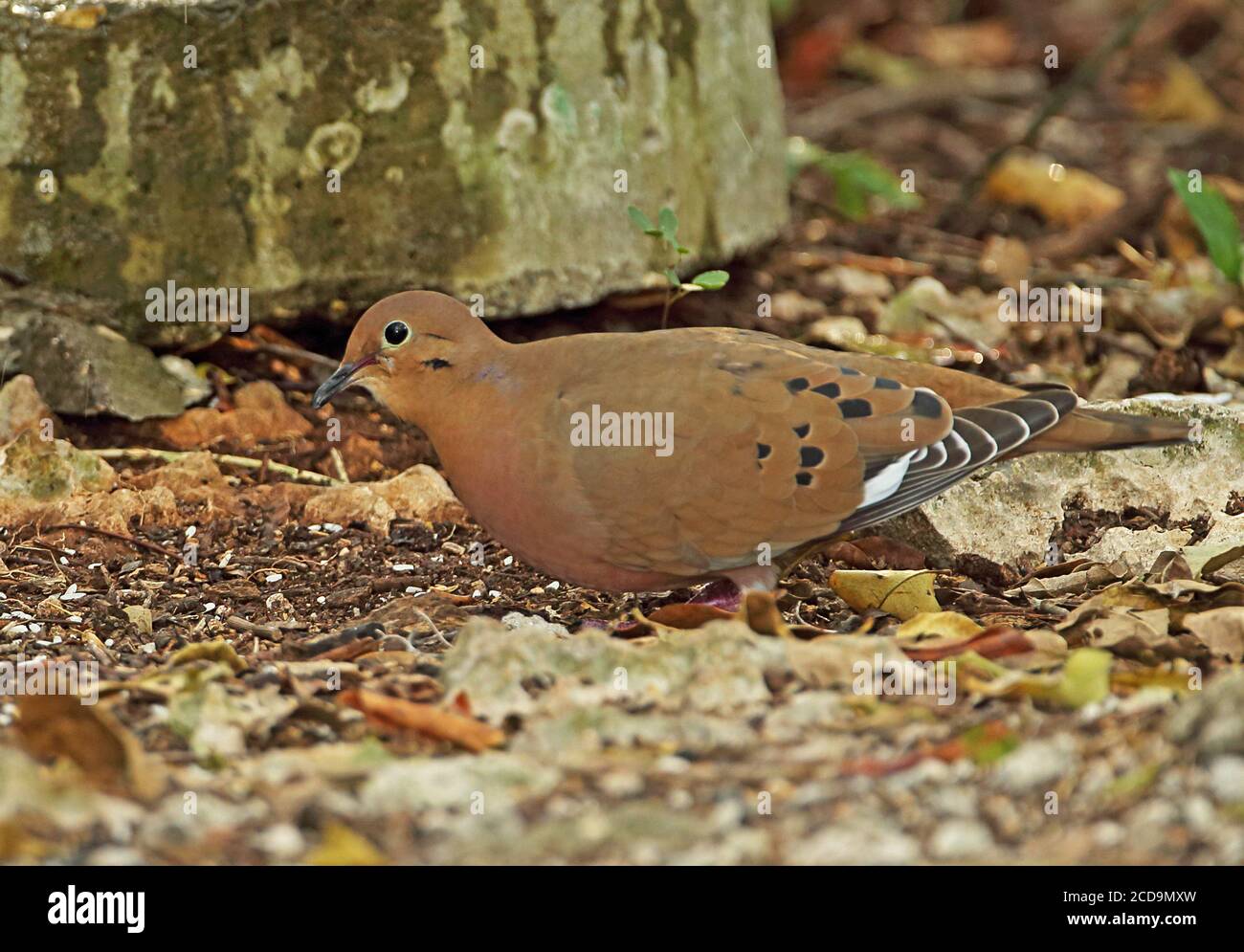 Zenaida dove (Zenaida aurita zenaida) alimentazione per adulti sulla terra Cao Coco, Cuba Marzo Foto Stock