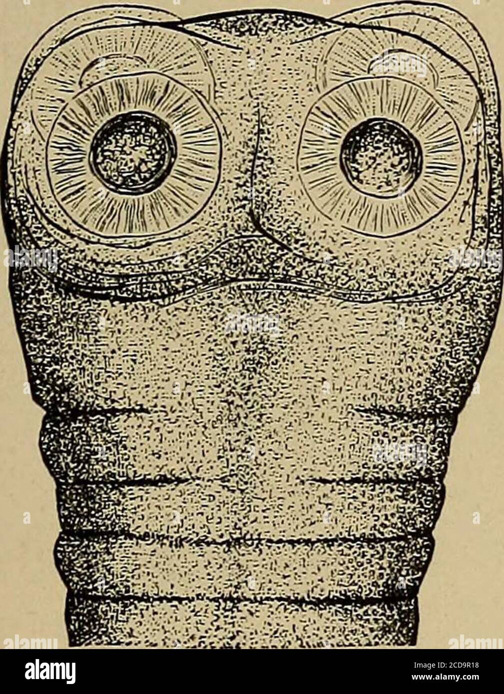 . Diagnosi fisica . Fig. 3.-Lamblia intestinalis. (Leuckart.) L'INTESTINO, LA MILZA, IL RENE 381 Tape-worm, i tondi-vermi, i pin-vermi, e gli autoriloidi sono riconosciuti nella loro forma adulta (vedere figg. 211, 212, 213, 214, 215). Di solito sono notati dai pazienti stessi e portati al medico per l'esame. Se il worm ha l'aspetto di un worm comune, ma una lunghezza di cinque a nove pollici, è sicuro chiamarlo teround-worm (Ascaris lumbricoides); se il worm è lungo circa un halfan pollice e spesso come un pin, è in tutta probabilità un pin-worm (Oxyuris vermicularis). T Foto Stock