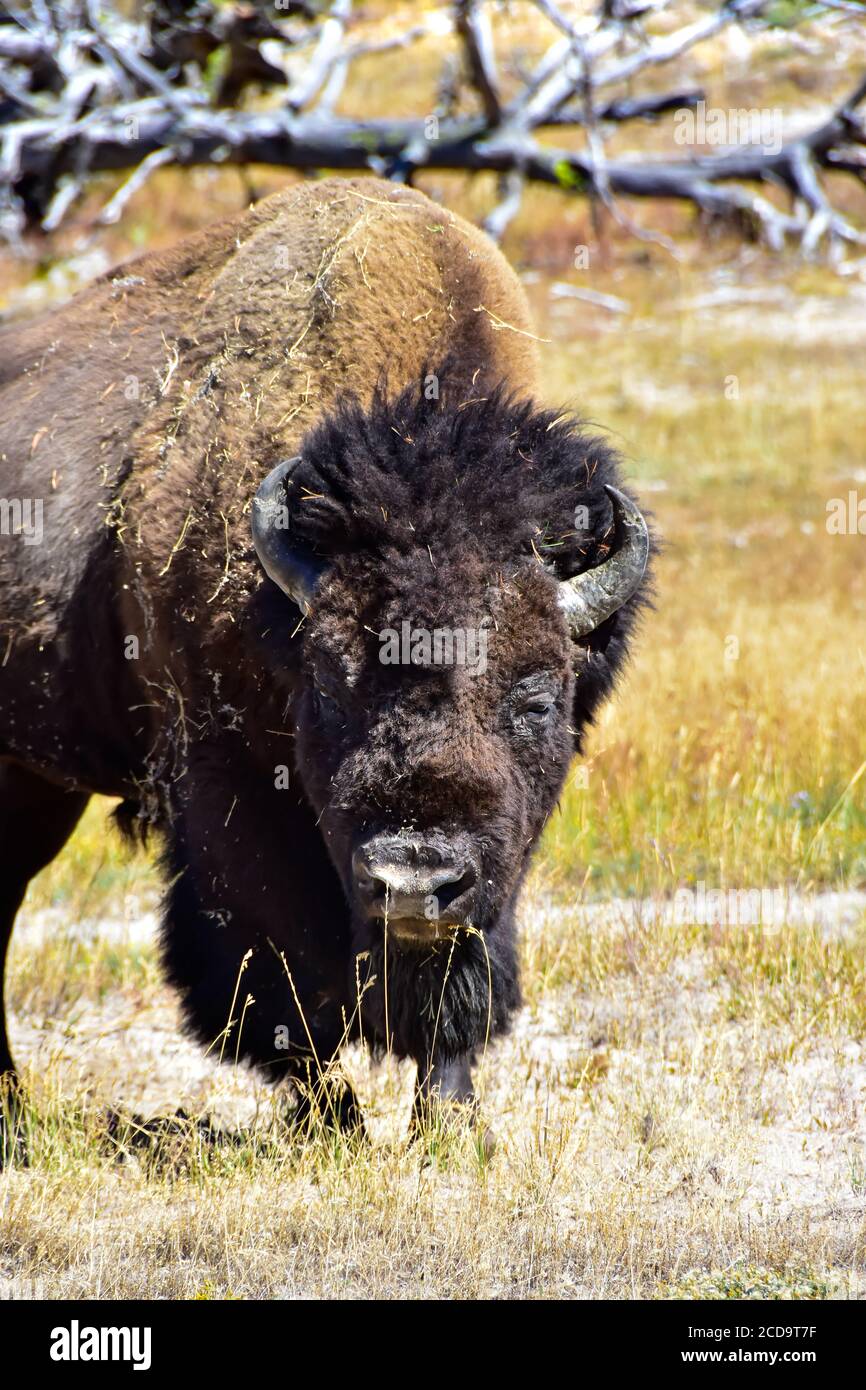 Primo piano di un bufalo americano al parco nazionale di Yellowstone. Foto Stock