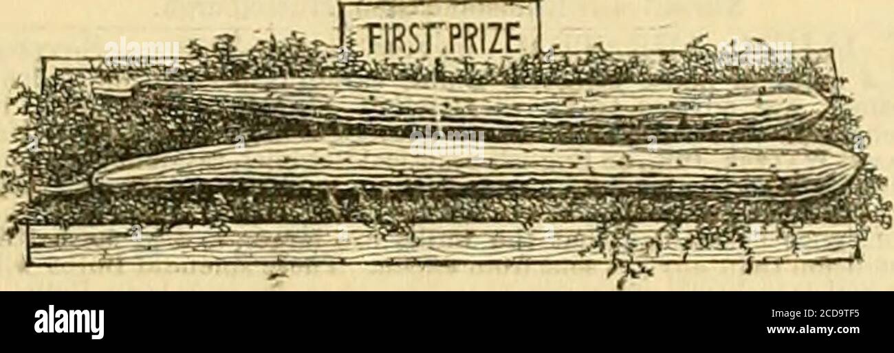 . La cronaca dei Gardeners e la gazzetta agricola . & Xiaing, Edin-burgh e Forest Hill ., Drummond, Stirling „ Hurst & Son, Leadenhall Street. Londra„ Hogg Sl Robertson, Dublino„ Ivery, Peckham„ Jeffries & Son, Cirencester., Lucombe, PinceaCo , Exeter„ J. M. Mackay, Dublin„ Maule & Son, Briatol „ JFI. Taylor, Malton„ Trotraan, Houoslow„ Jas. Veitcb & Sons, Chelsea„ R. Veitch, Exeter„ Wheeler & Son, Gloucester„ W. Wood TC Son, Maresfield„ Jacob Wrench & Sons, Lon-don Bridge„ J. Watson, Newcastle  oval Vinevard Nursery e SeedW. N EV GIGANTE ORACH (SPINACI). - il FruitCommittee del reale H. Foto Stock