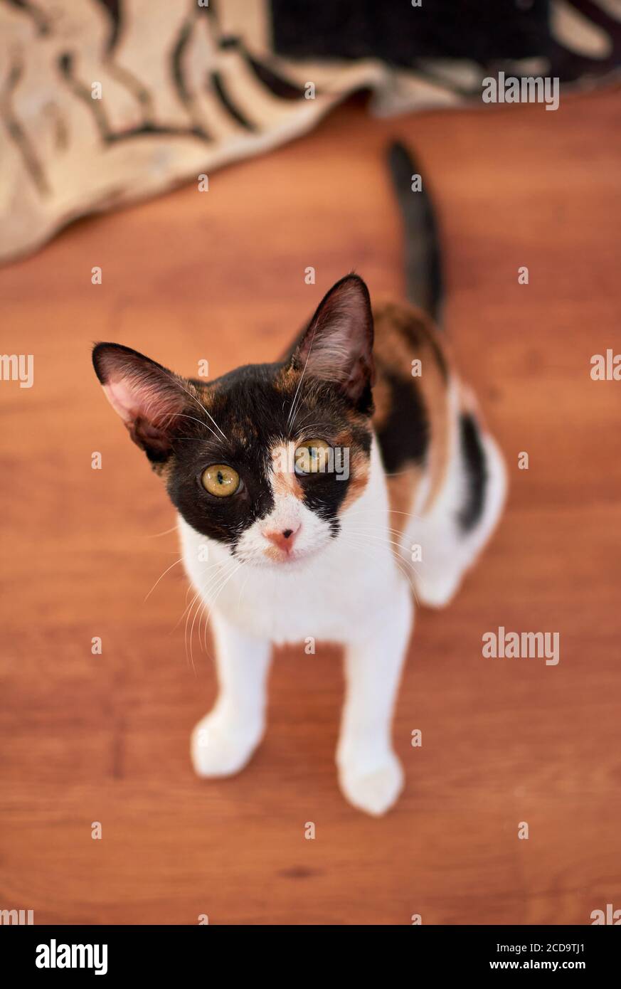 Immagine verticale ad angolo elevato di un bianco e nero con i punti dorati del gatto sono seduti sul pavimento Foto Stock