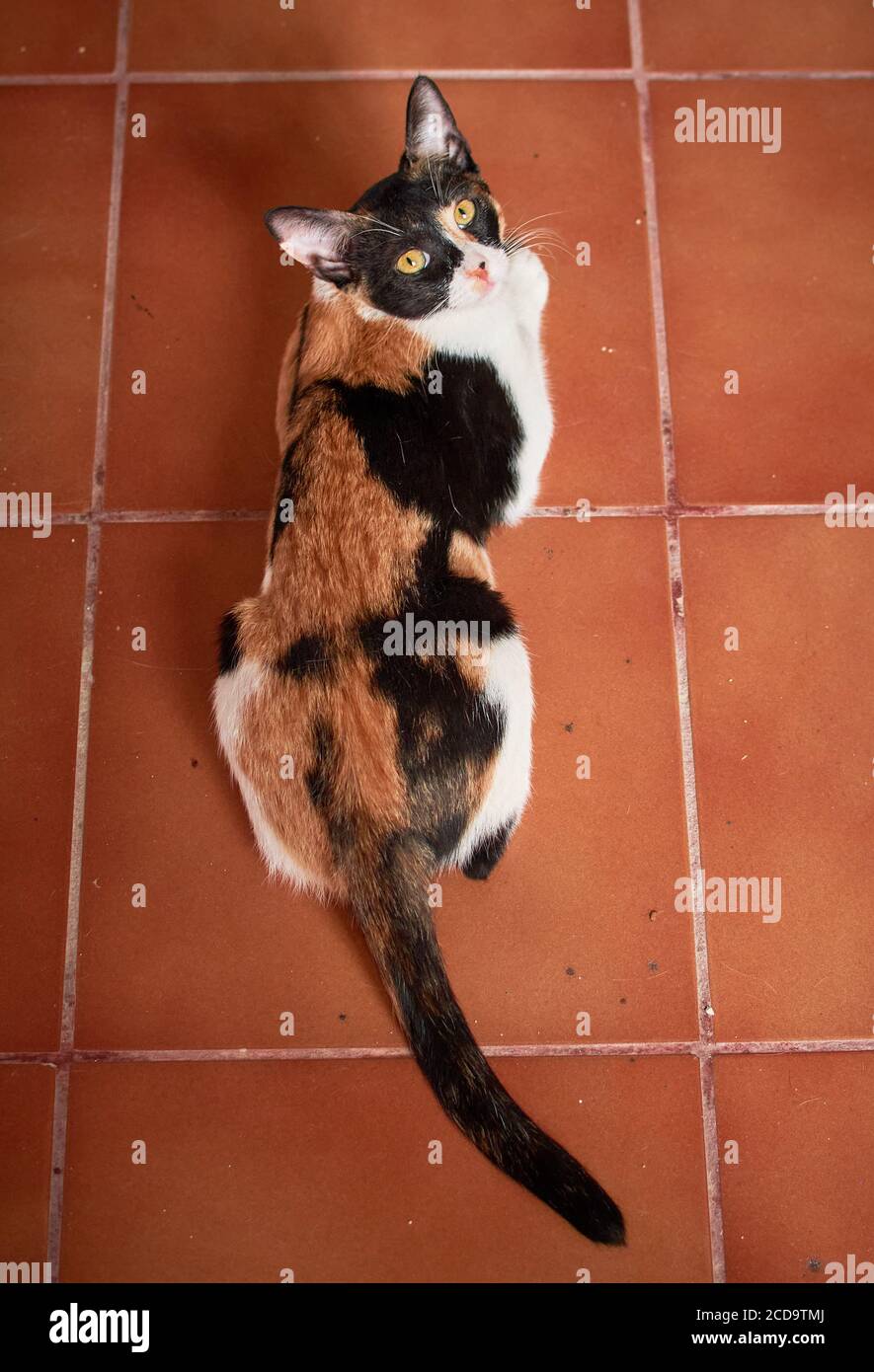 Immagine verticale ad angolo elevato di un bianco e nero con i punti dorati del gatto giacciono su un pavimento piastrellato Foto Stock
