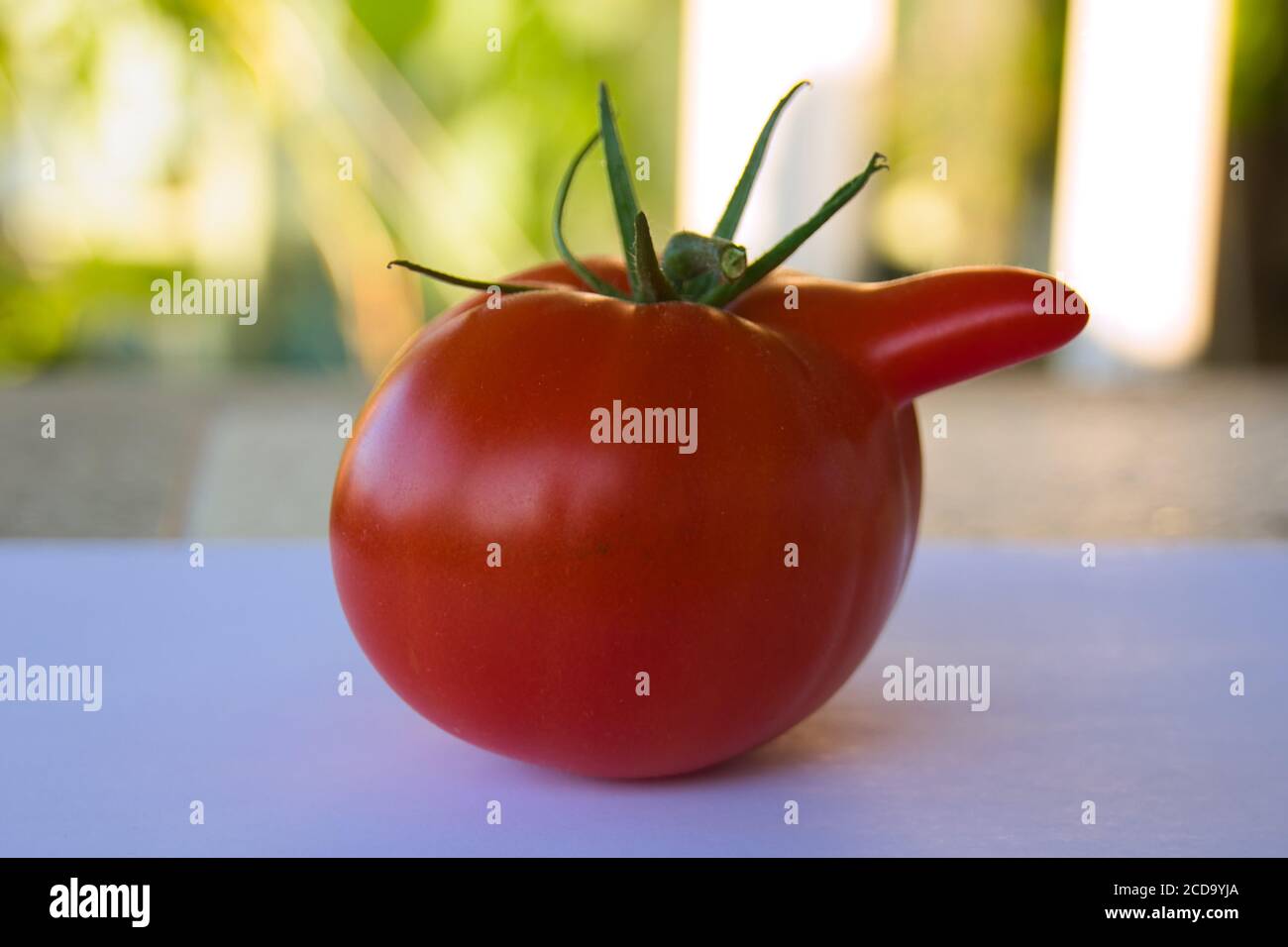 Deformato aberrante anormale pomodoro rosso anomalo. Deformazione dovuta a basse temperature durante l'ovulazione. Forme strane coltivate di pomodoro mutato. Foto Stock