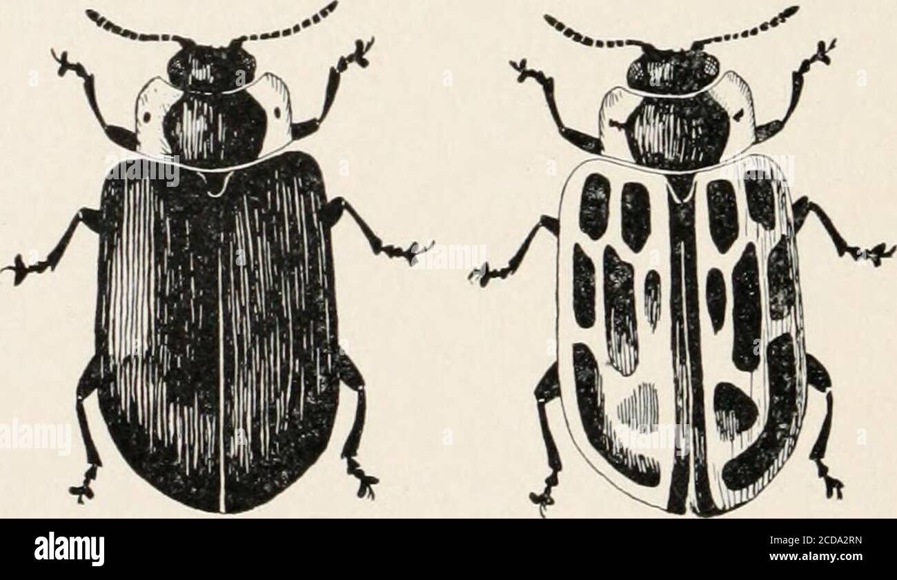 . Evoluzione e vita animale; una discussione elementare su fatti, processi, leggi e teorie riguardanti la vita e l'evoluzione degli animali . FIG. 116.-a sinistra un orecchio di mais da campo; a destra a) un orecchio di mais dolce; e al centro un ibrido di questi due, che mostra l'alternanza di kernels che assomigliano a quelli di ogni genitore differente. (After de Vries.) le prime due o tre generazioni si comportano in modo Mendelianso vero, ma con le generazioni successive il carattere dominante è chiaramente visto per essere gradualmente estinguente il carattere recessivo nei gruppi cross-bred, così che nella settima generazione dopo la OR Foto Stock