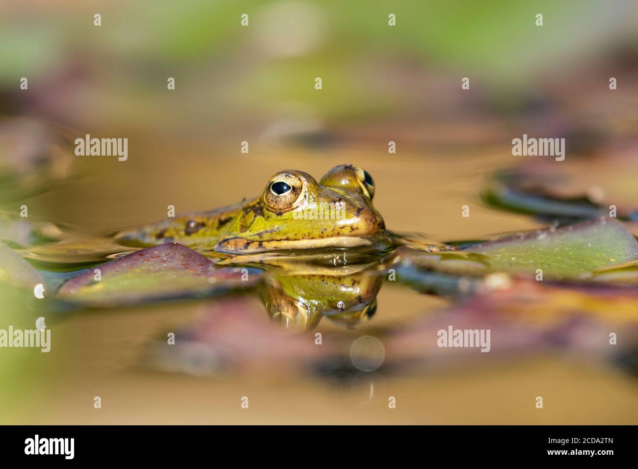 Fuoco selettivo della rana verde iberica (Pelophylax perezi), tra le pastiglie di giglio. Spagna Foto Stock