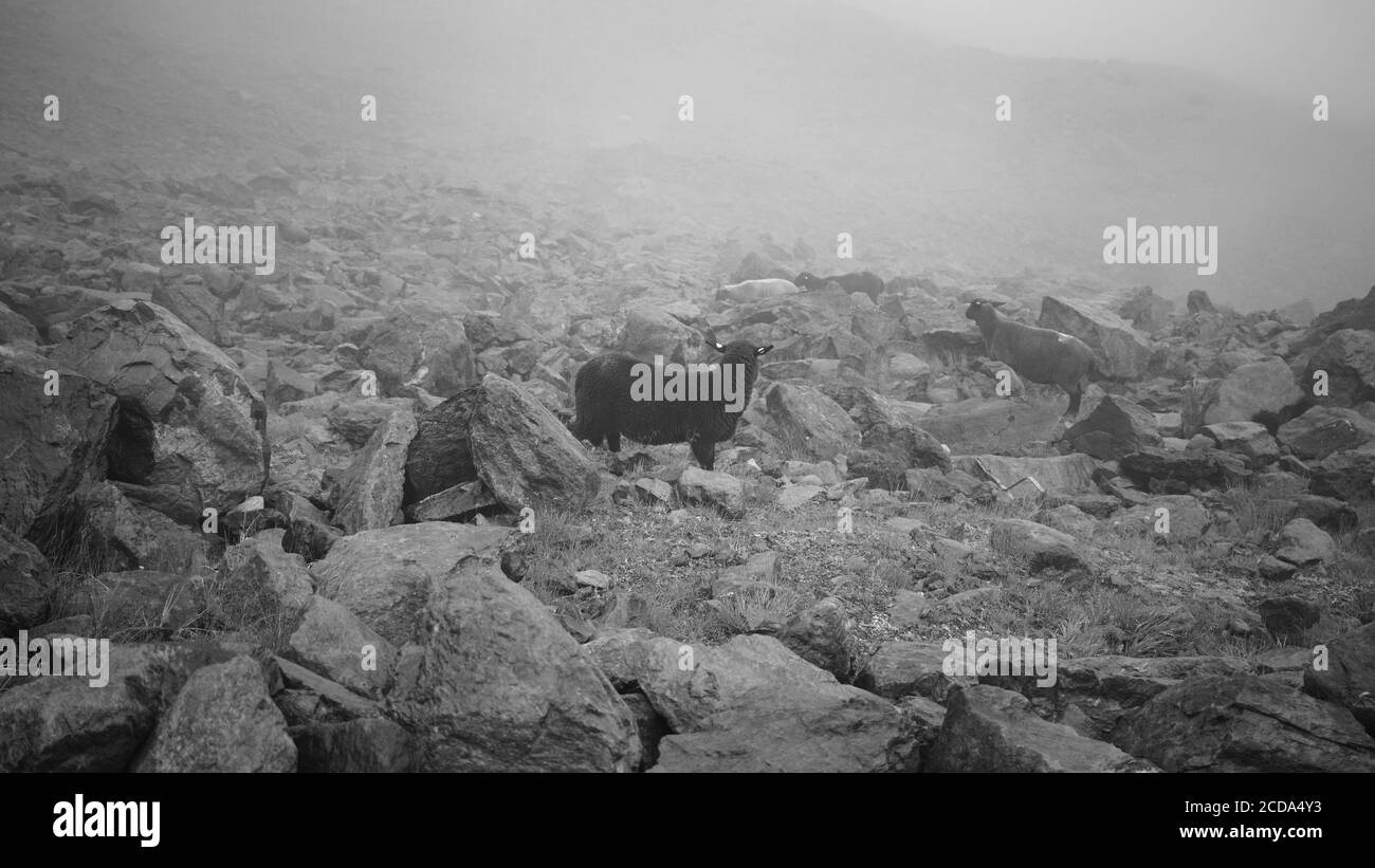 Un gregge di pecore pascolano in montagna sulle alpi in una giornata di nebbia (Pejo, Trentino, Italia, Europa) Foto Stock