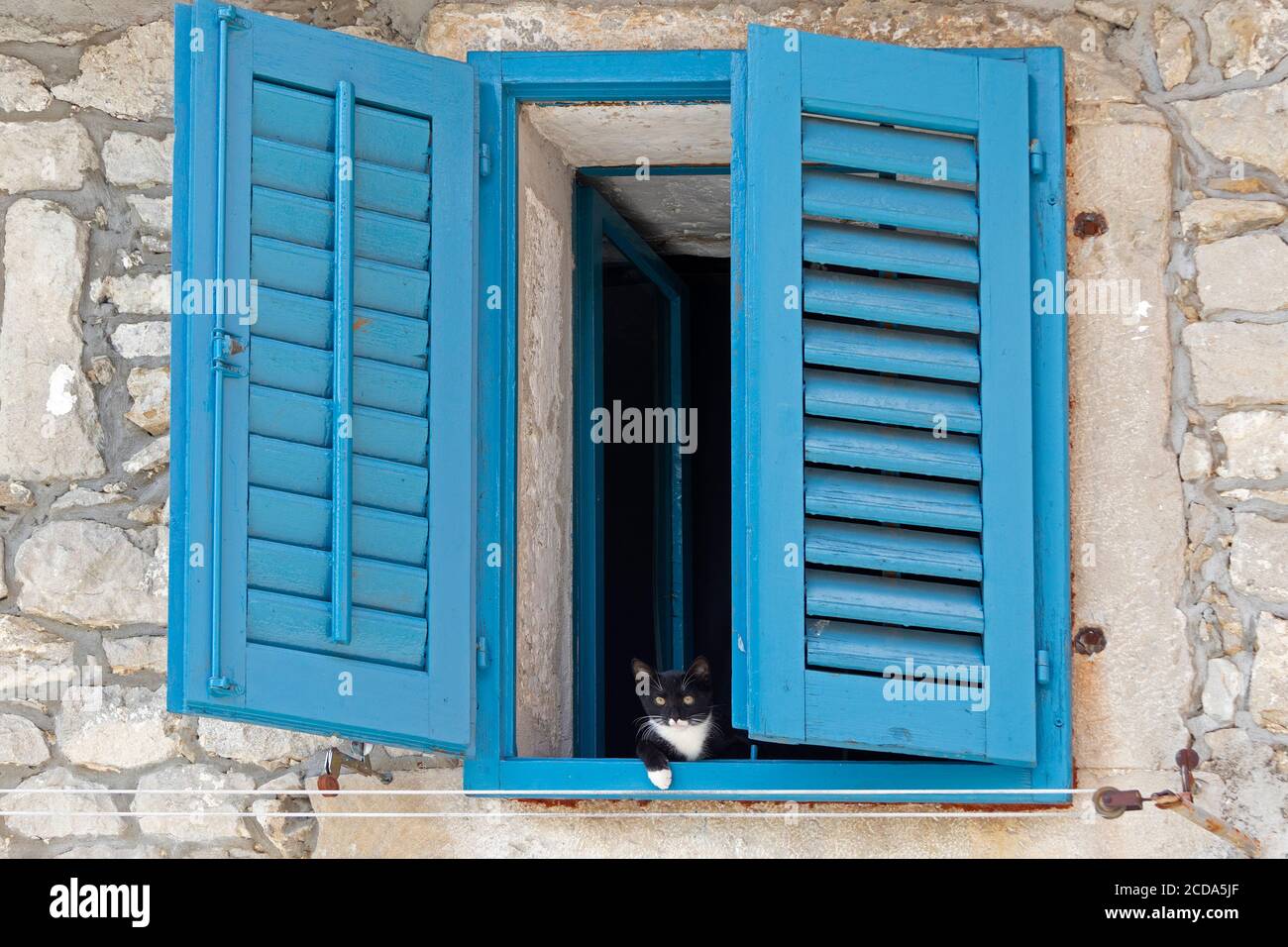 gatto in una finestra, città vecchia, Buzet, Istria, Croazia Foto Stock