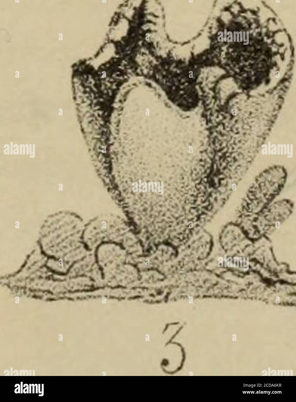 . Transazioni della Società reale della Nuova Zelanda . Kniqhitdel. WrSANOTMEC/i/AF BI/C//AMW, KmaAi J.B.UTK. I V.-C HEMISTRY. Art.LII.-su una forma allotropica di sali di zinco e cobalto. Da William Scey, analista del Dipartimento di indagine geologica.[Leggi prima della Wellington Philosophical Society, 4 dicembre 1880.]nel testare alcuni minerali per alcuni metalli, ho ottenuto reazioni sia con il teferro- che con il ferri-cianuro di potassio, che, secondo il nostro know-ledge attuale, ha indicato la presenza di piombo e rame, anche se ulteriori processi analitici hanno dimostrato che entrambi i metalli sono del tutto assenti. Su Foto Stock