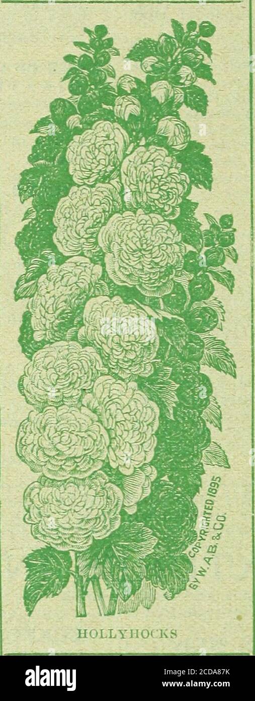 . La nostra nuova guida alla cultura delle rose : tipiche rose di D.&C. dipinte dalla natura . bile il terreno è fresco andm5ist, quindi il seme dovrebbe essere seminato, e dopo le giovani piante arcate ha iniziato il trapianto, mettendole oneto a due piedi di distanza. Il terreno dovrebbe essere leggero e ricco, e il letto sollevato tutto intorno toinsure buon drenaggio durante il ^yinter. Doppia Clitaters Superlb. Come si nota dall'illustrazione, questo ceppo pro-duca magnifici picchi larue di fioritura, affollati con doppi ilojver da 3 a 4 inchesattraverso, dei colori più luminosi. Essi arelike la Camellia in forma, bella e perfetta Foto Stock