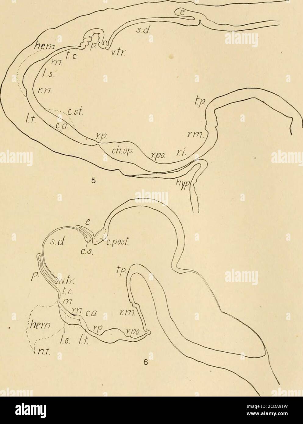 . Giornale di neurologia comparativa . Fig. 3 Chelydra serpentina, embrione di 6 mm, sezione sagittale mediana. Magn.52 diam. Fig. 4 Chelydra serpentina, embrione di 9 mm, sezione sagittale mediana. Magn.52 diam. 428 SEPTUM, HIPPOCAMPUS, PALLIAL COMMISURRES 429. Fig. 5 Chelydra serpentina, 10 mm. Embrione, sezione sagittale mediana. Magn.52 diam. Negli stadi da 6, 9 e 10 mm la lamina sopraneuroporica cresce di spessore. Il punto di transizione al tela è il pallii posteriore del margo. Le fibre della commissura anteriore sono evidenti in questa fase. Fig. 6 Chelydra serpentina, sezione sagittale mediana del br Foto Stock