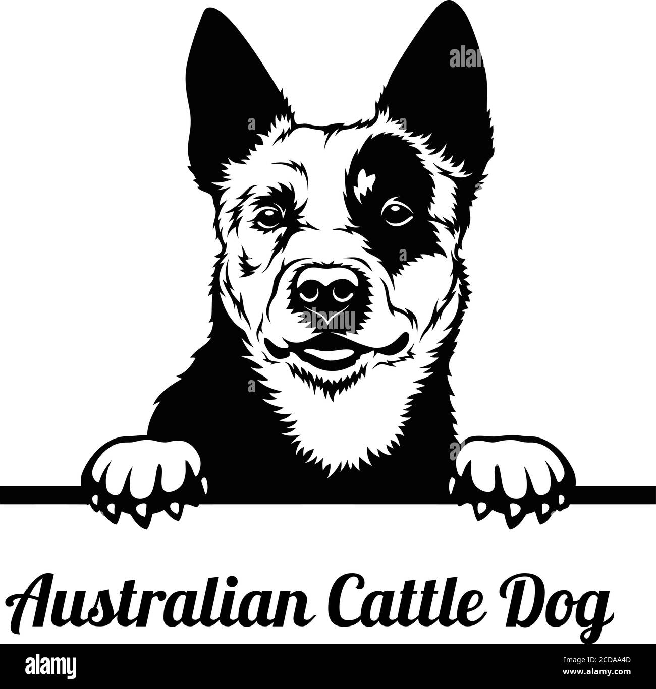 Peping cane è una razza australiana di cane bovino. Illustrazione Vettoriale