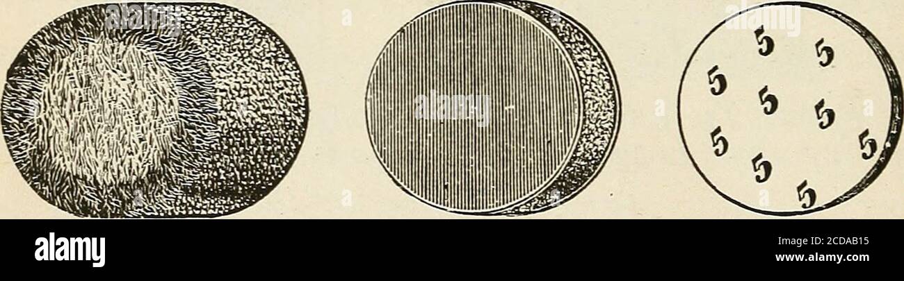 . Il caricatore e come usarlo . Vista delle cappe e della sezione dei tappi e delle incudini delle custodie Life e Eley. 174 il Breech-Loader, i casi di vita sportiva hanno dato everysatisfaction, e hanno raggiunto un'alta reputazione per il potere di uccidere; molti sportivi useranno noothers, come dichiarano che uccideranno il gioco asno altre cartucce possono. Questi casi, quando caricatacon polvere di prima qualità, buoni wads e chilledshot, rendono una cartuccia di gran lunga superiore a qualsiasi altro nel mercato. • WADDING. L'ovatta utilizzata nella pistola è di tre varietà : ist, il semplice wad di cartone ; 2, afe Foto Stock