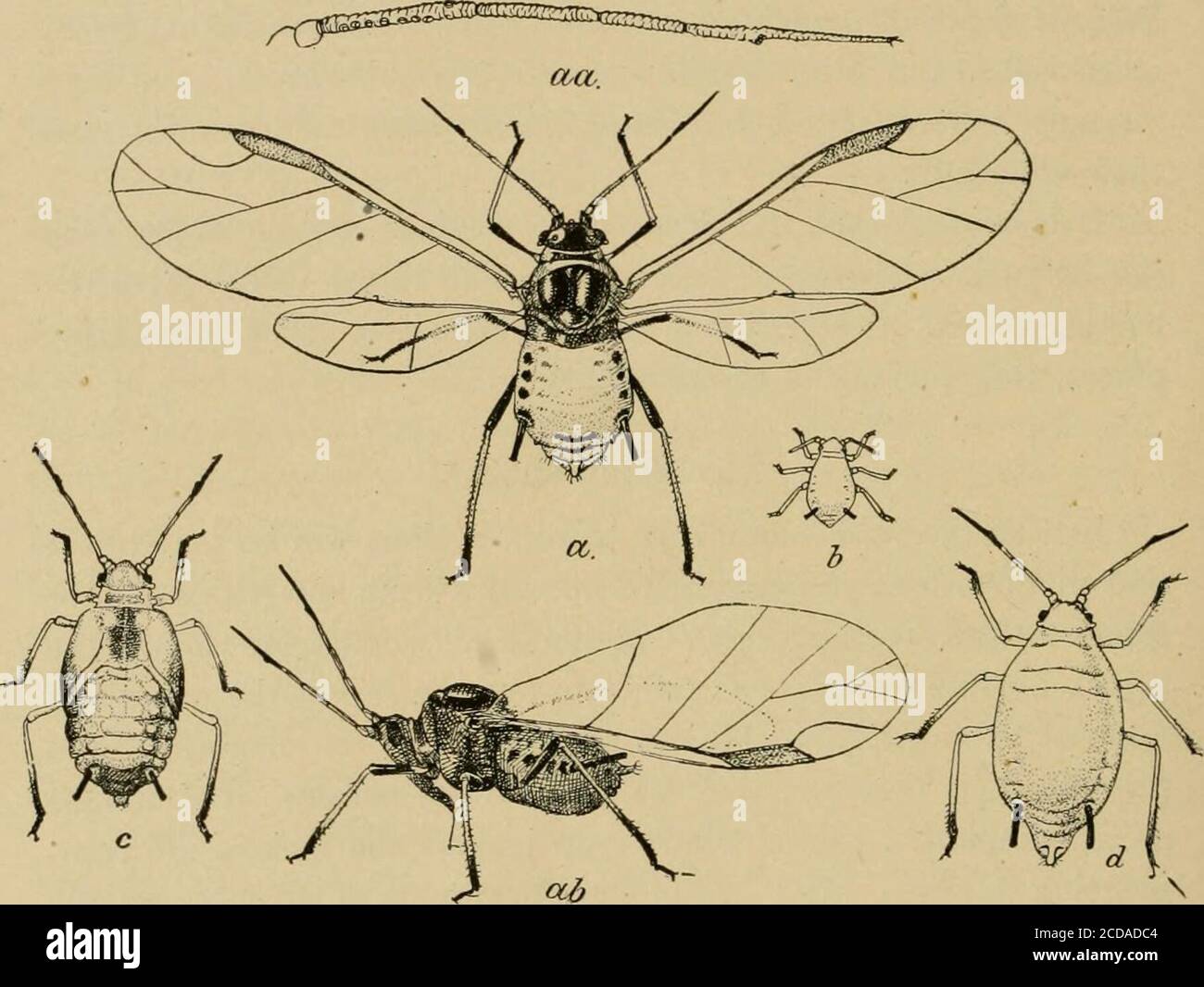 . Insetti pesti di fattoria, giardino e frutteto. Erbacce di ous in primavera precoce appaiono su cuccioli subito dopo che iniziano la crescita. Le femmine senza alare e senza alare si verificano durante tutto l'anno. Il winglessform è lungo circa un-quindicesimo pollice e varia da giallo chiaro o marrone chiaro a verde oliva profondo o verde scuro che appare più nero, l'addome essendo sempre più o meno mottled.The piuttosto lungo, rastremando, miele-tubi sono nero getto, e le antenne legsand pallido biancastro-giallo. Le giovani ninfe sempre * Aphis gossypii Glover. Famiglia Aphidoe. Cfr. F. H. Chittenden, circolare 80, Bureau of Ent., Foto Stock